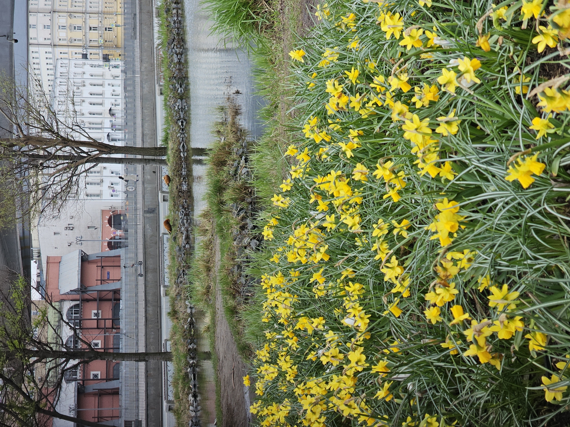 Morning stroll through blooming Moscow captures spring scenes, wildlife