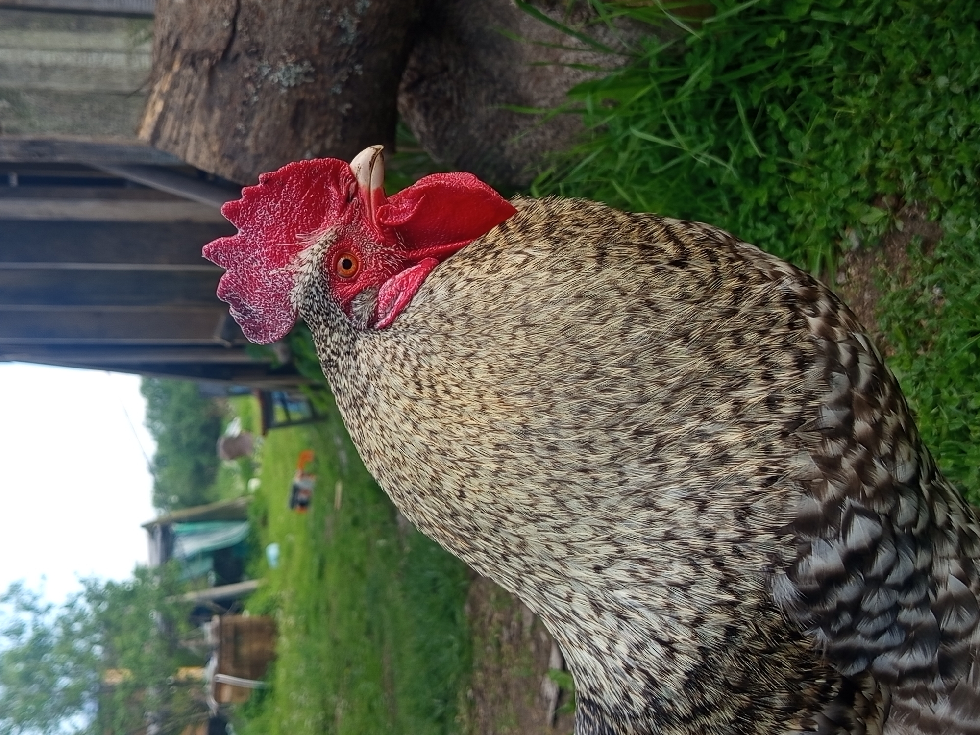 Rural afternoon captured: chickens, cats, and quiet moments in Ostrovtsy