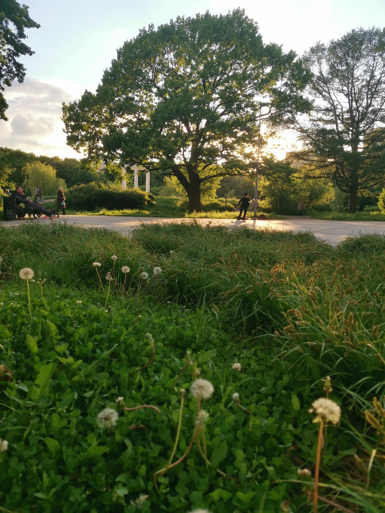 Moscow park scene captures dandelions in seed dispersal