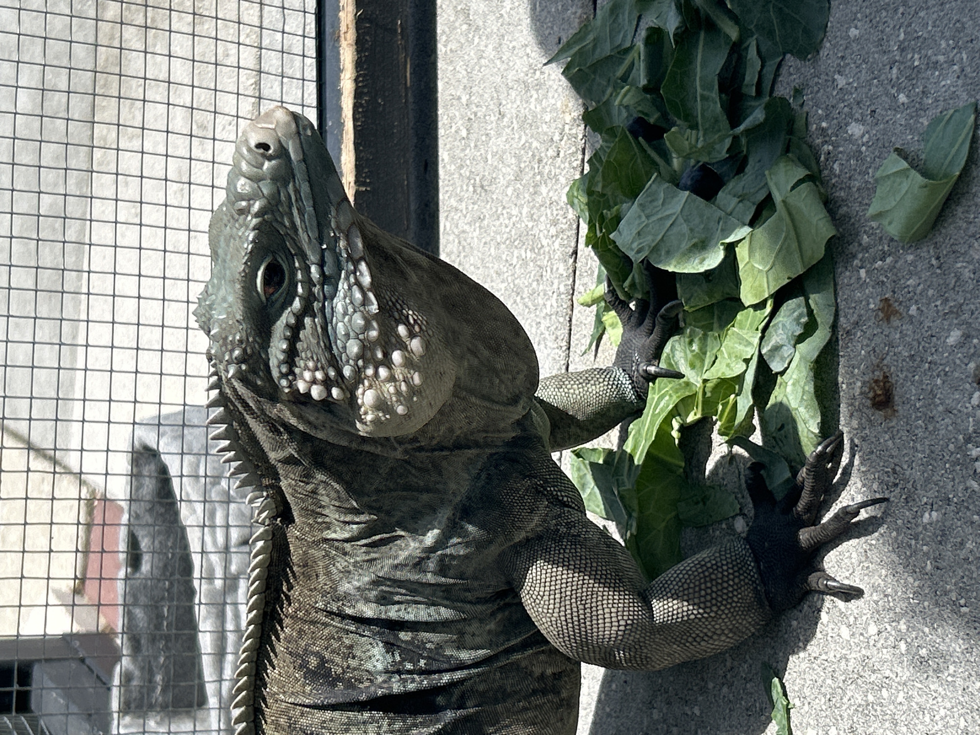 Cape Coral resident feeds iguana, enjoys pool afternoon