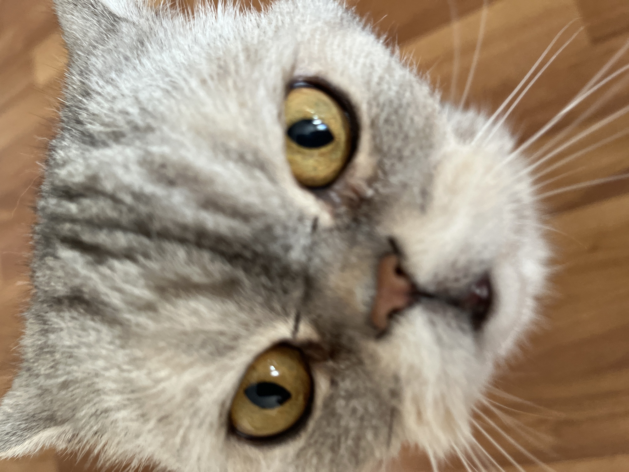 Cat photographed looking upward in Chaikovsky, Russia
