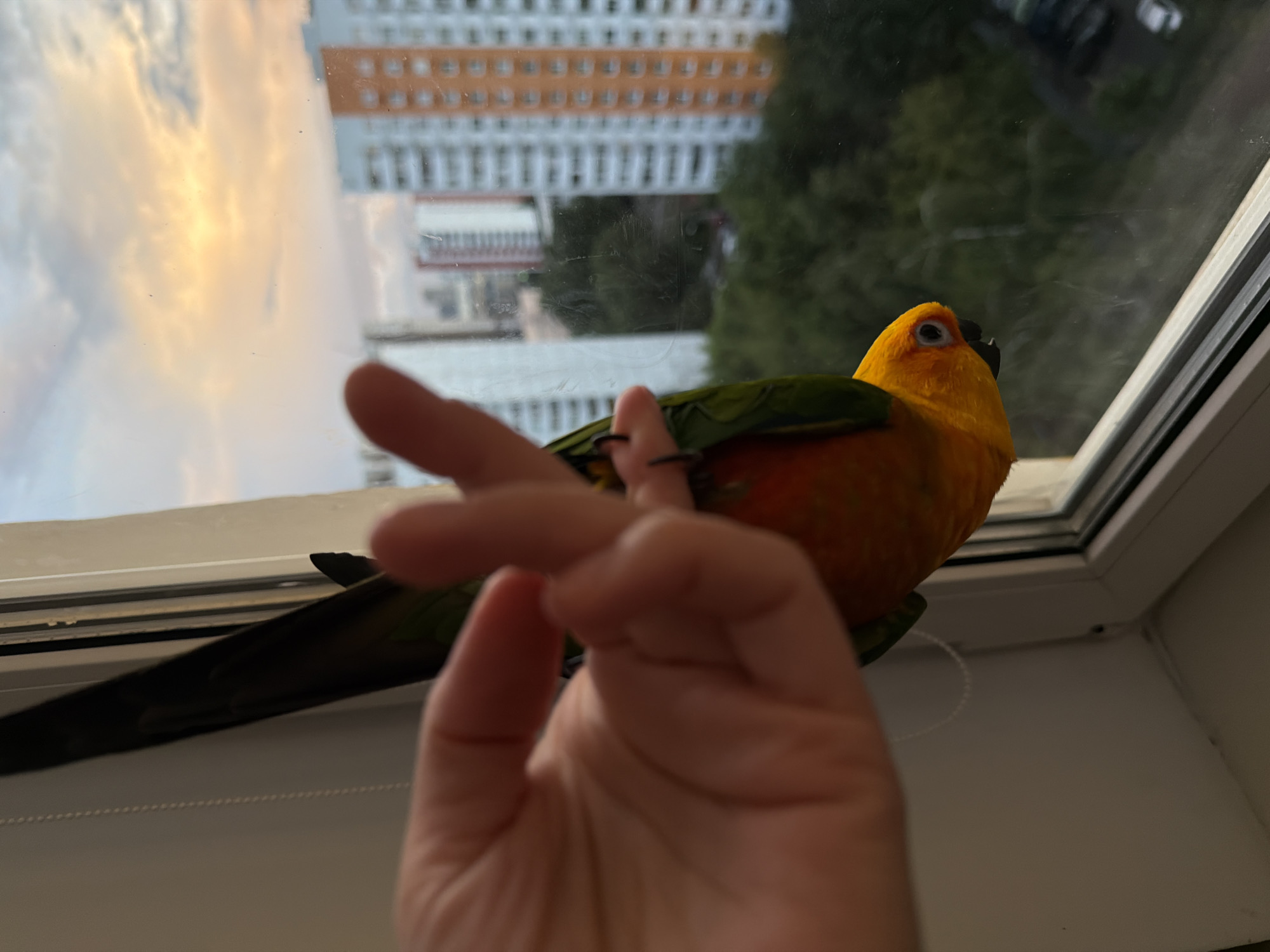 Sun conure and chinchilla hang out at a Khimki apartment
