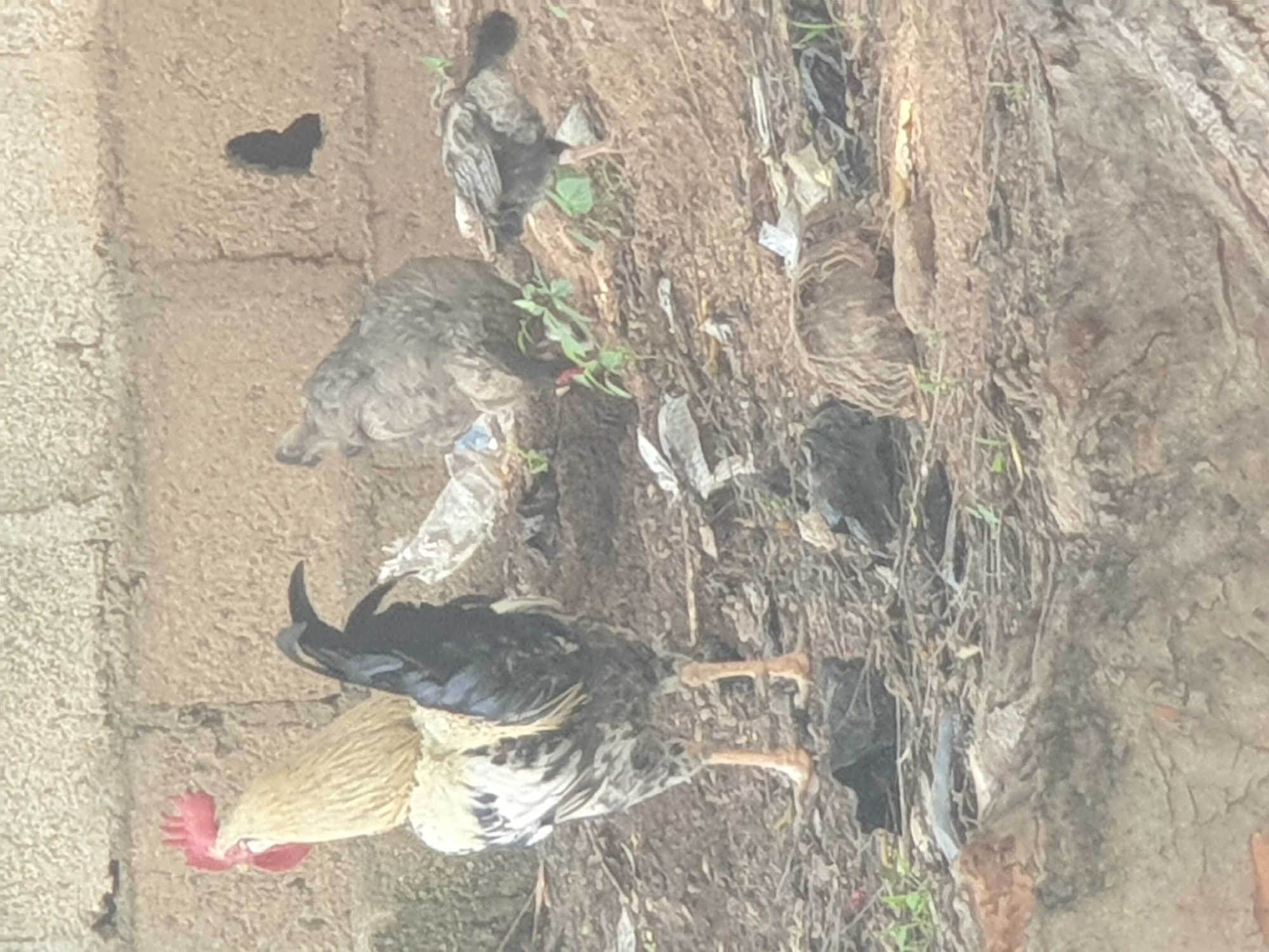 Chickens, market stalls, and water carts in a rural village setting