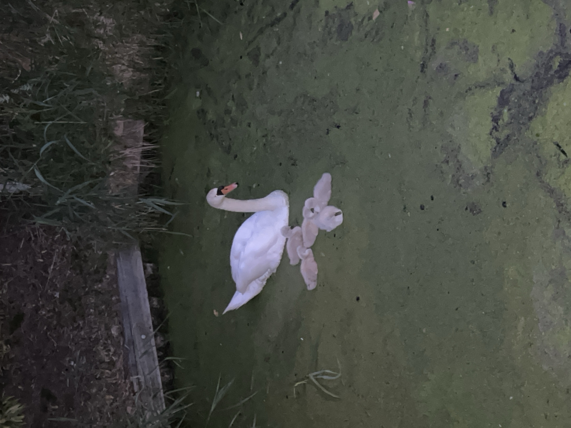 Swan carries cygnets on back in Dutch waterway