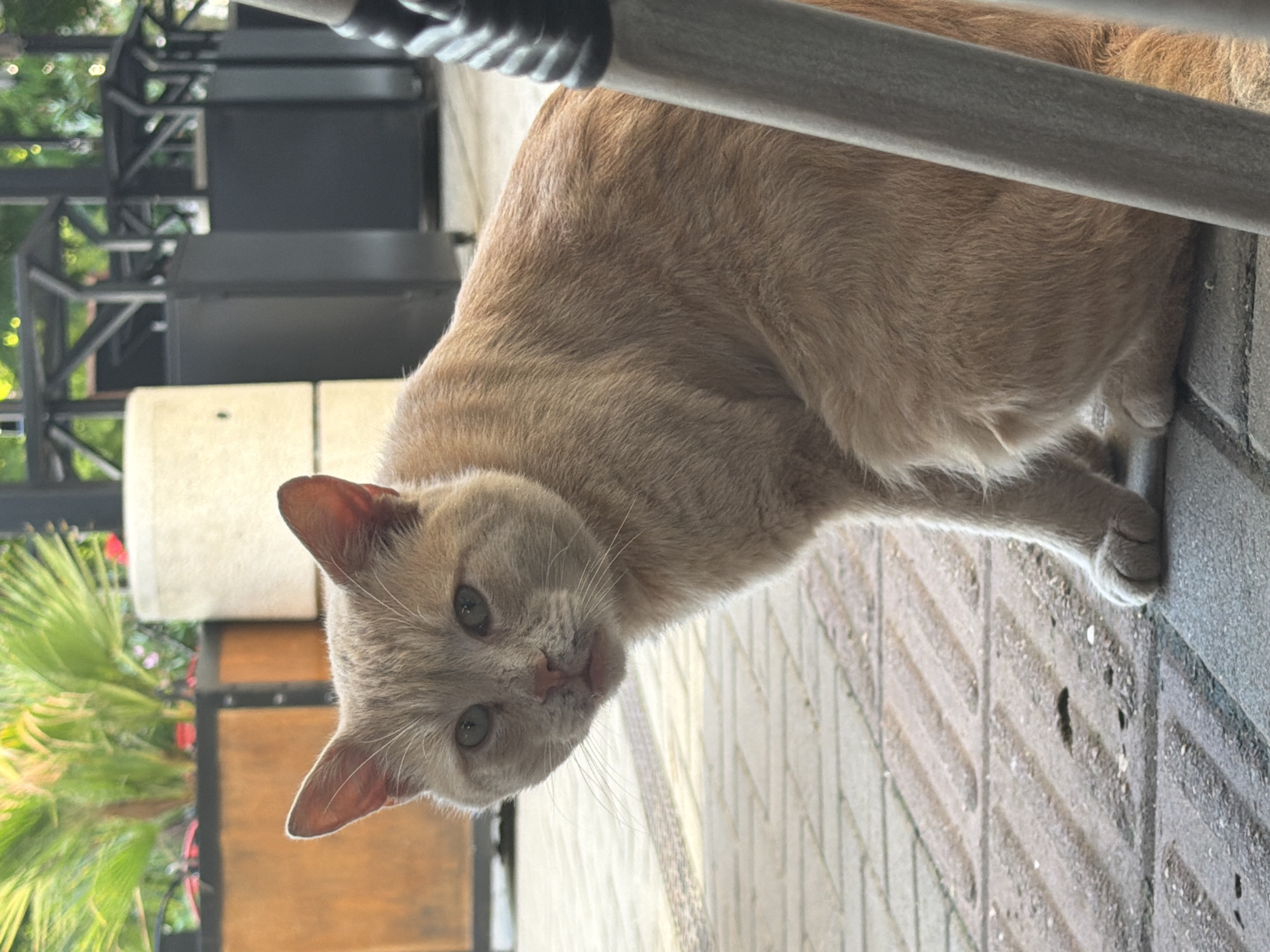 Orange cat and houseplant observed in outdoor domestic setting
