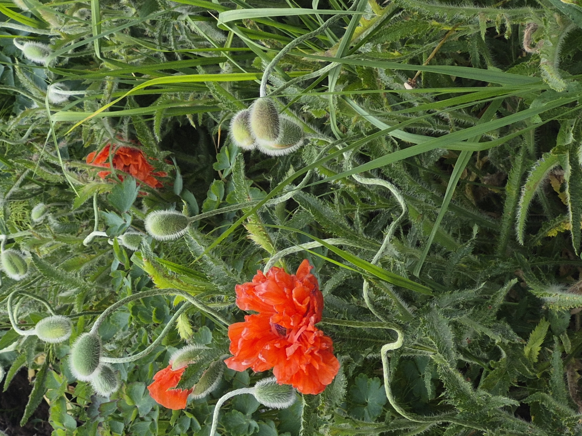 Spring flowers bloom across Chaikovsky as resident documents seasonal garden