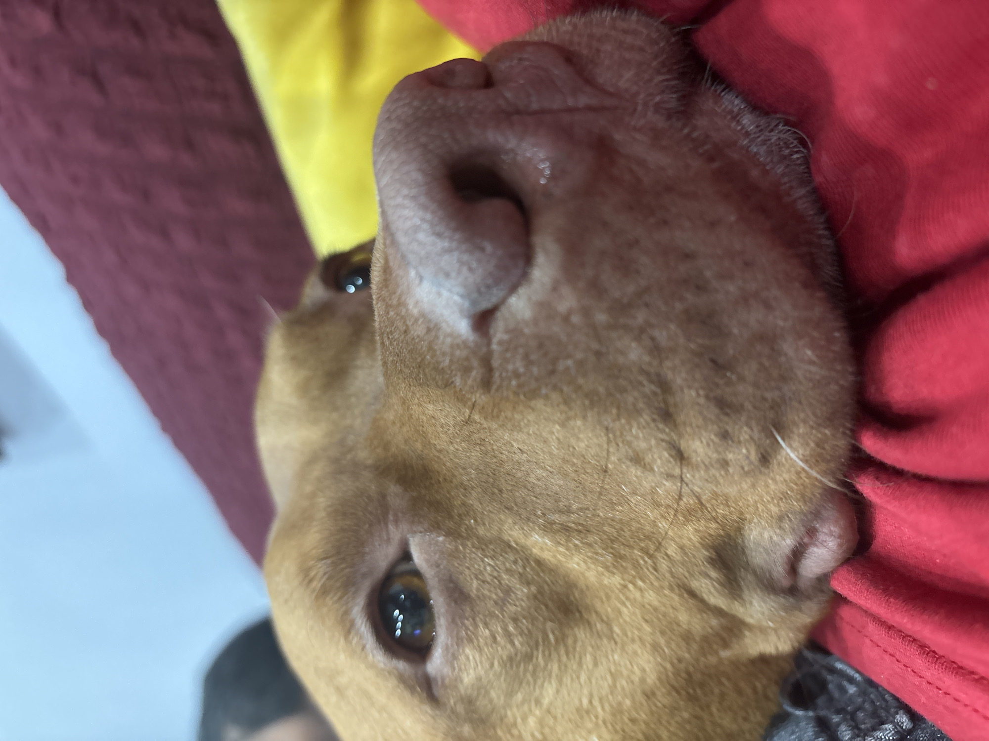 Brown dog rests against colorful objects in Sofia