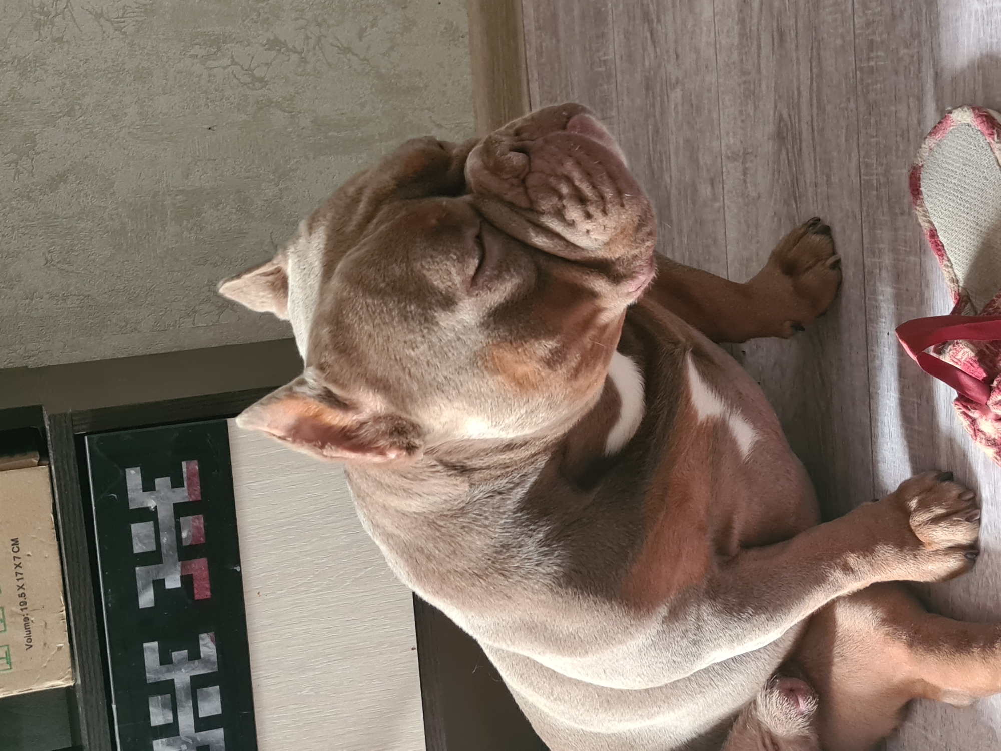 Chilled-out American Bully dozing on a wood floor indoors