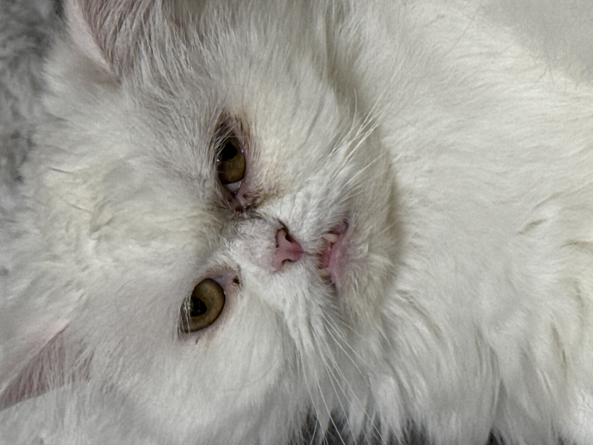 White Persian cat photographed in multiple poses in Burgas