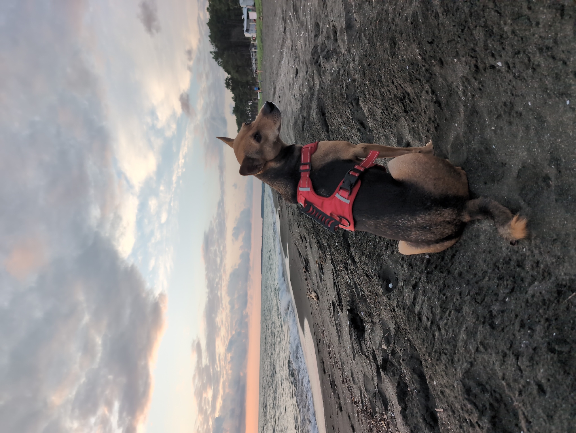 Sunset over the Black Sea, dog on the beach, Georgia coast