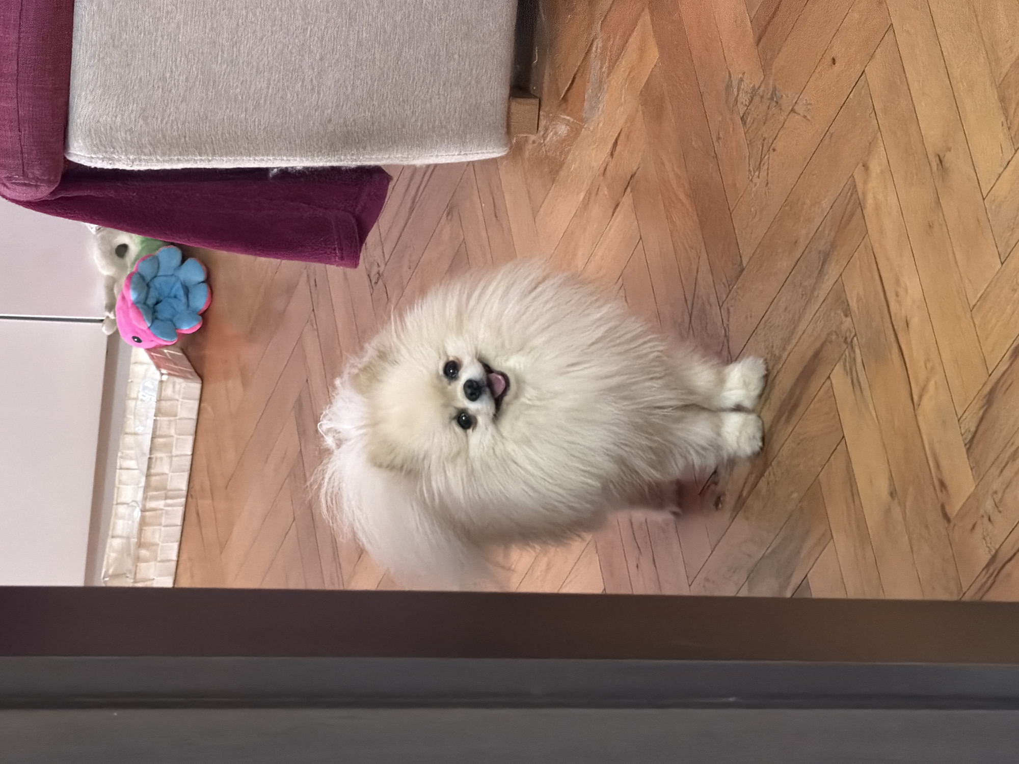 Pomeranian dog captured in playful home moments in Varna
