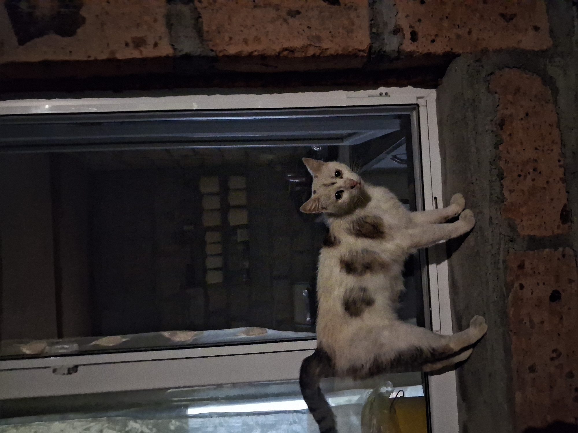 Quiet night in Yeghegnadzor — moonlight, parked cars, a cat on a windowsill
