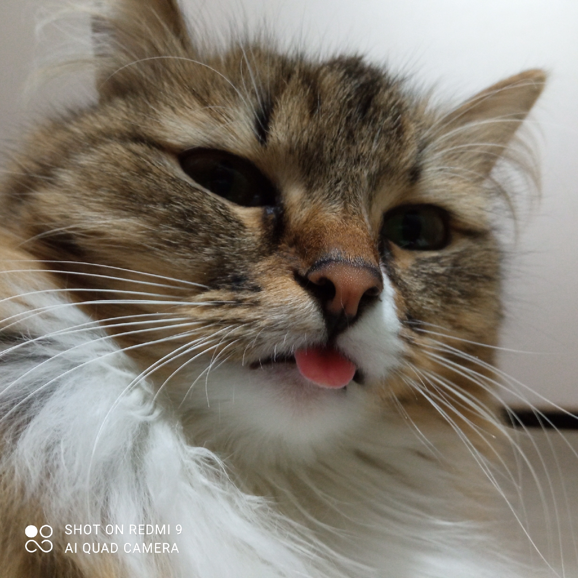 Cat photographed multiple times in Chaikovsky, Russia apartment