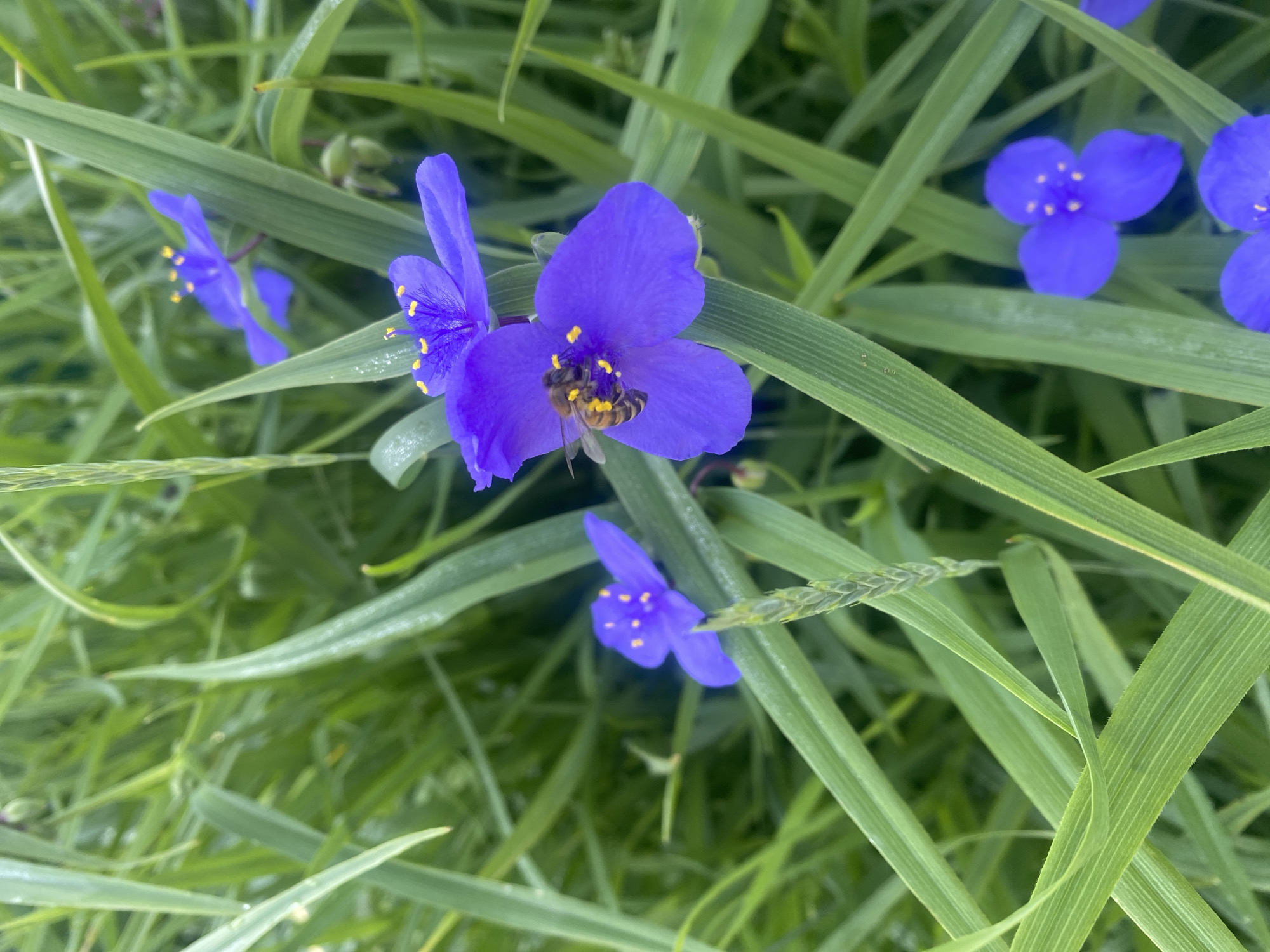 Morning garden documentation captures flowers and portraits in Chernihiv