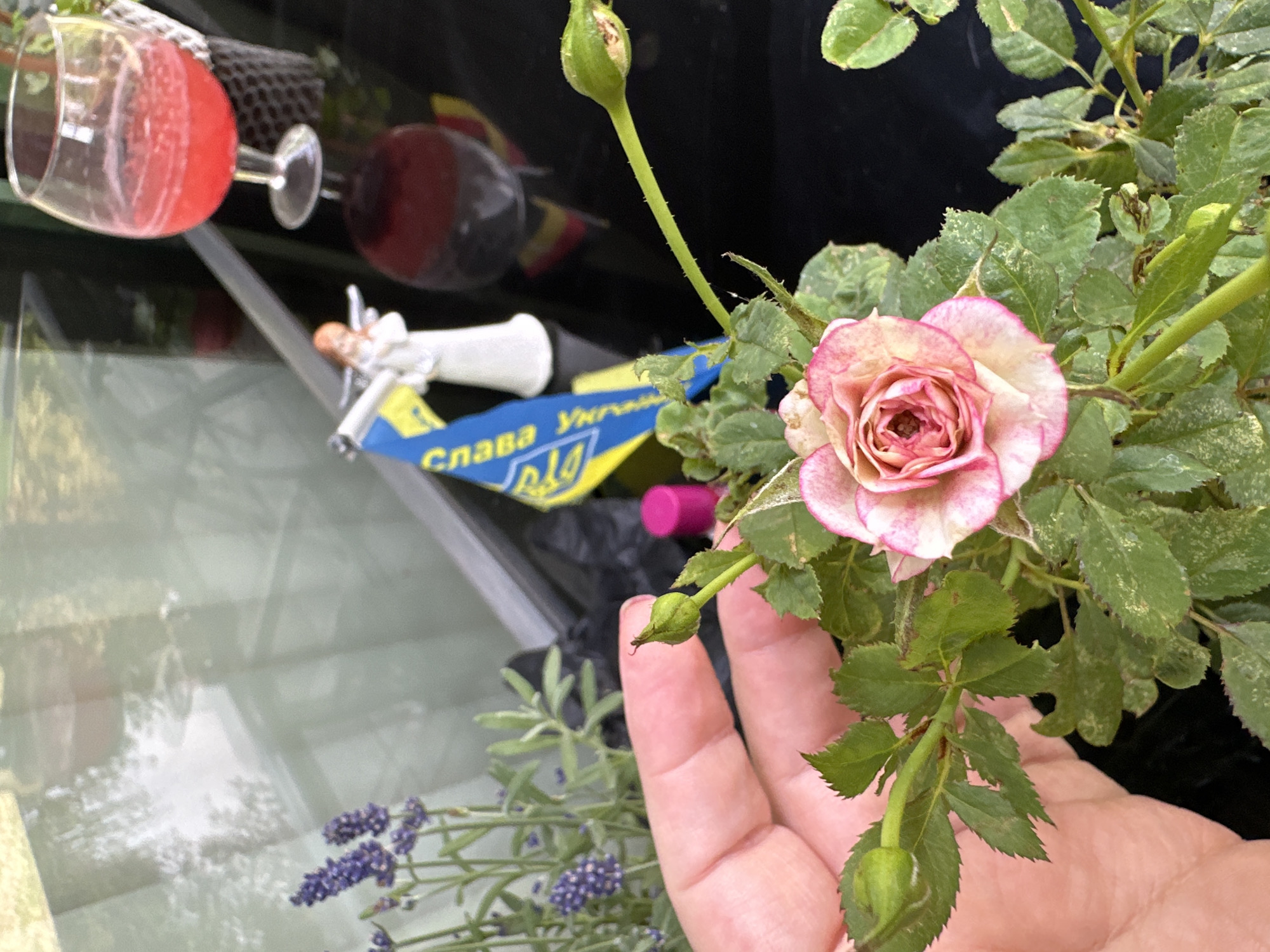 Close-up garden moments with roses and lavender in Krefeld