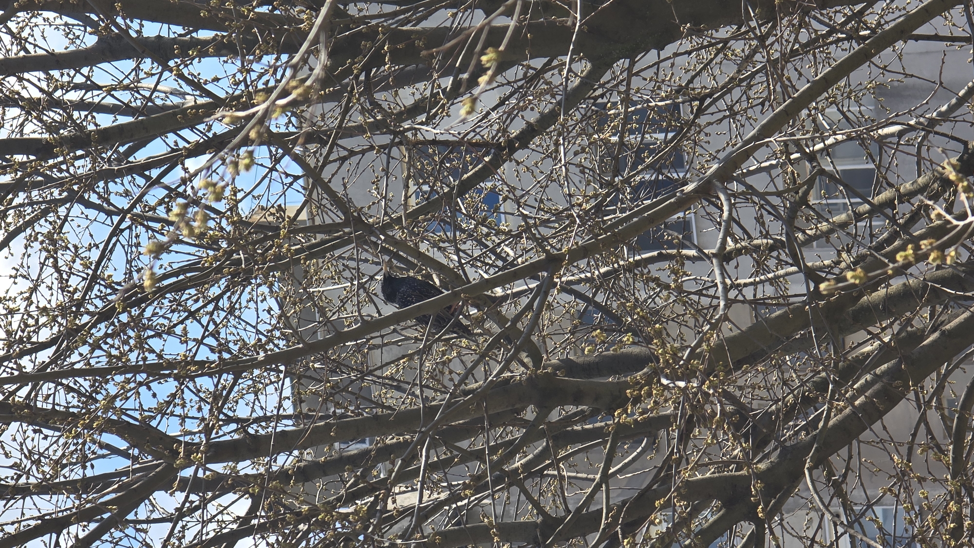 Spring wildlife and blossoms observed in Haskovo, Bulgaria