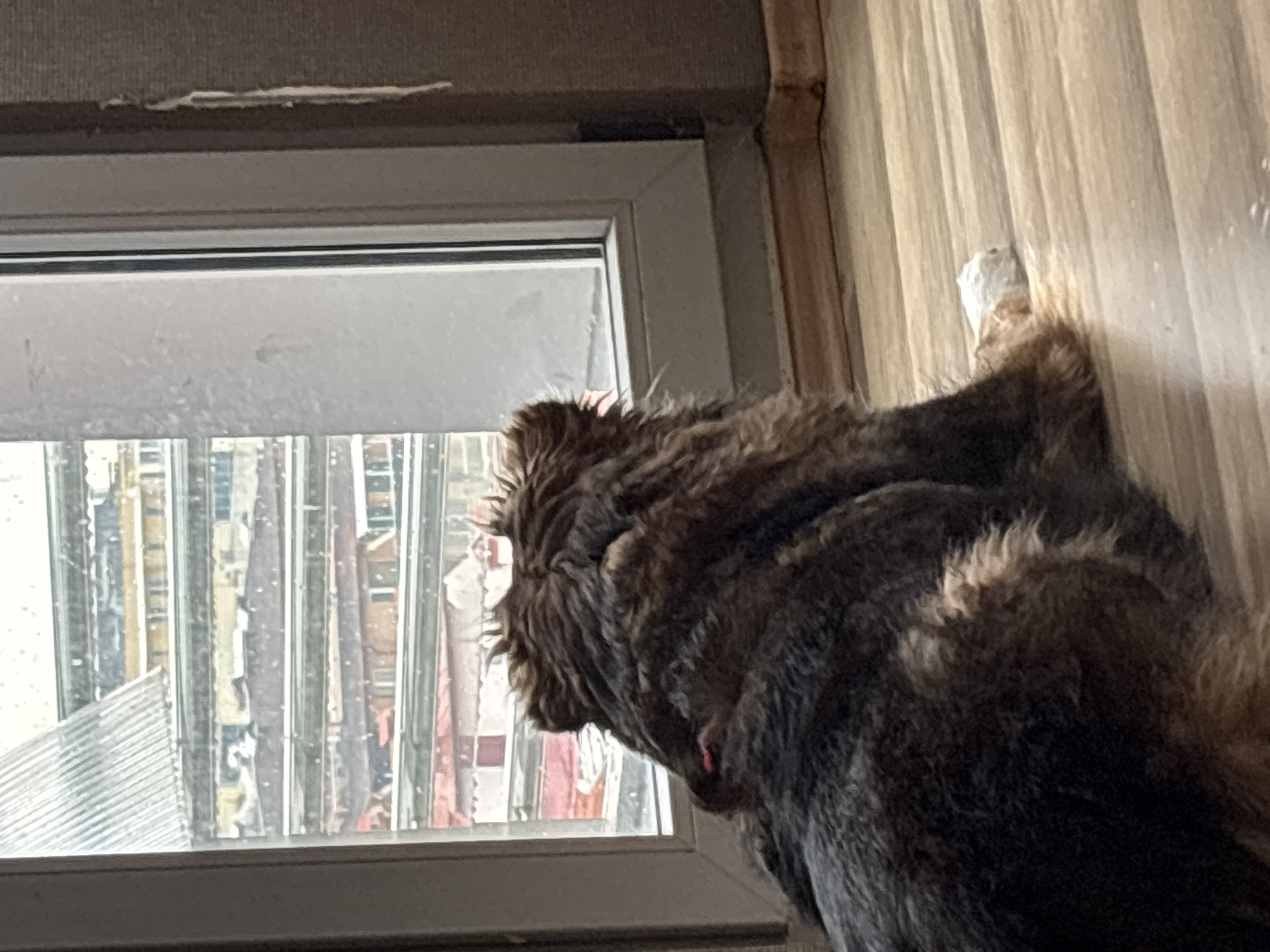 Morning domestic moments captured across Sofia neighborhoods