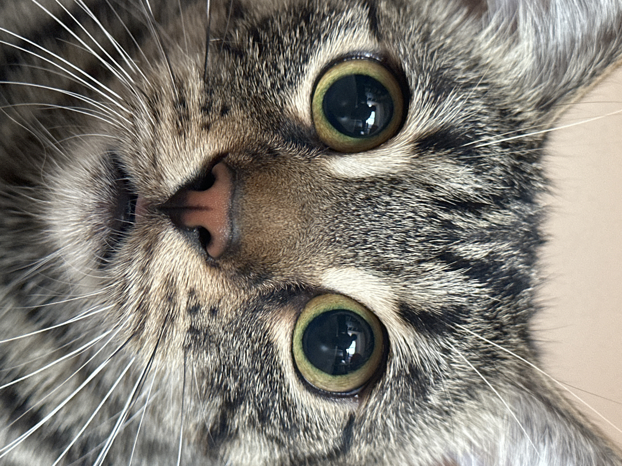 Tabby cat portrait session in Sofia
