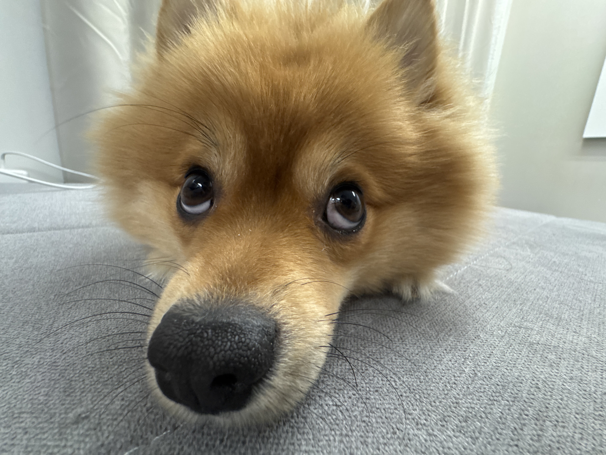 Pomeranian dog enjoys playtime at Sofia home