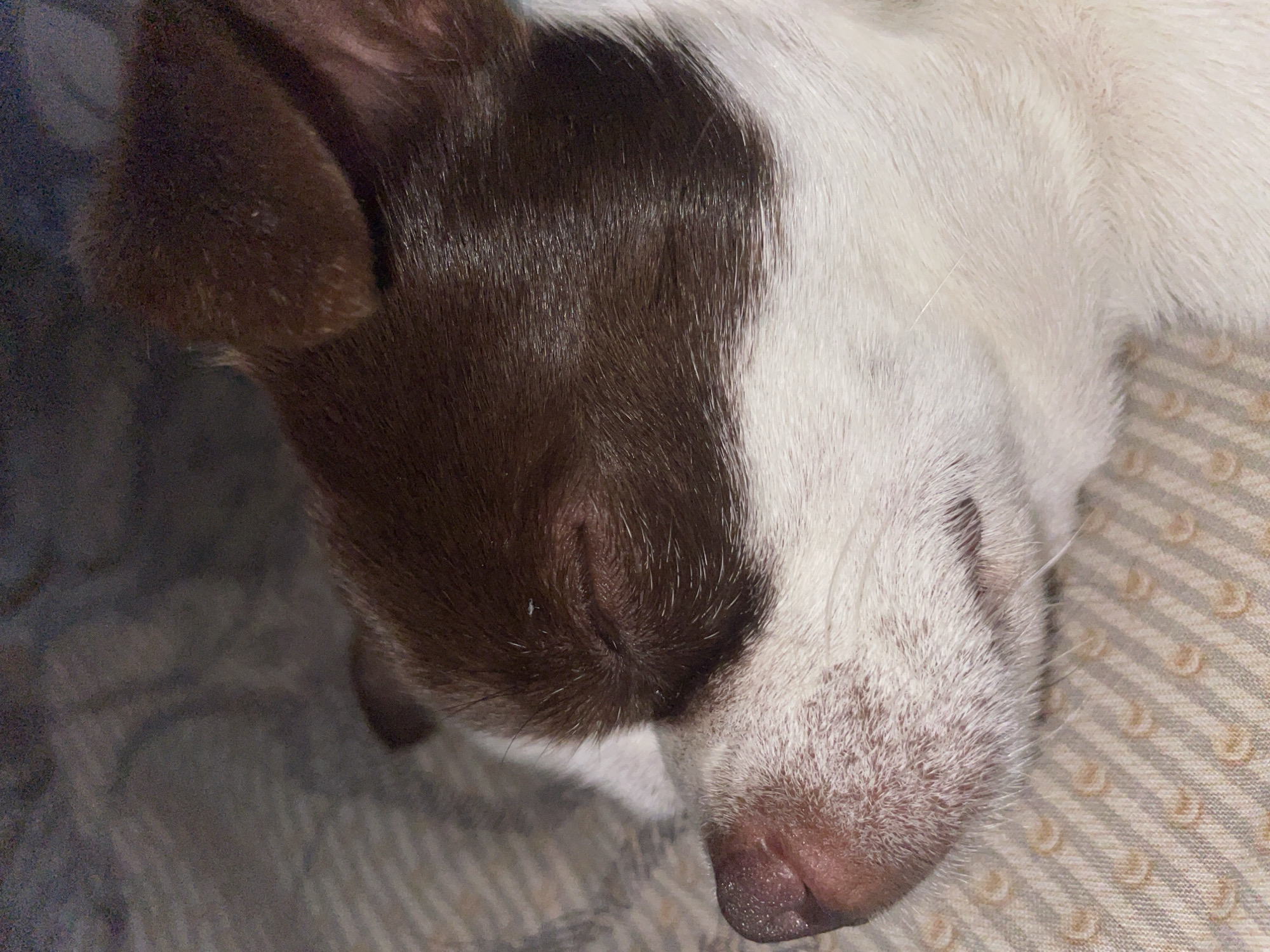 Small Dogs Resting on Patterned Surfaces During Afternoon Hours