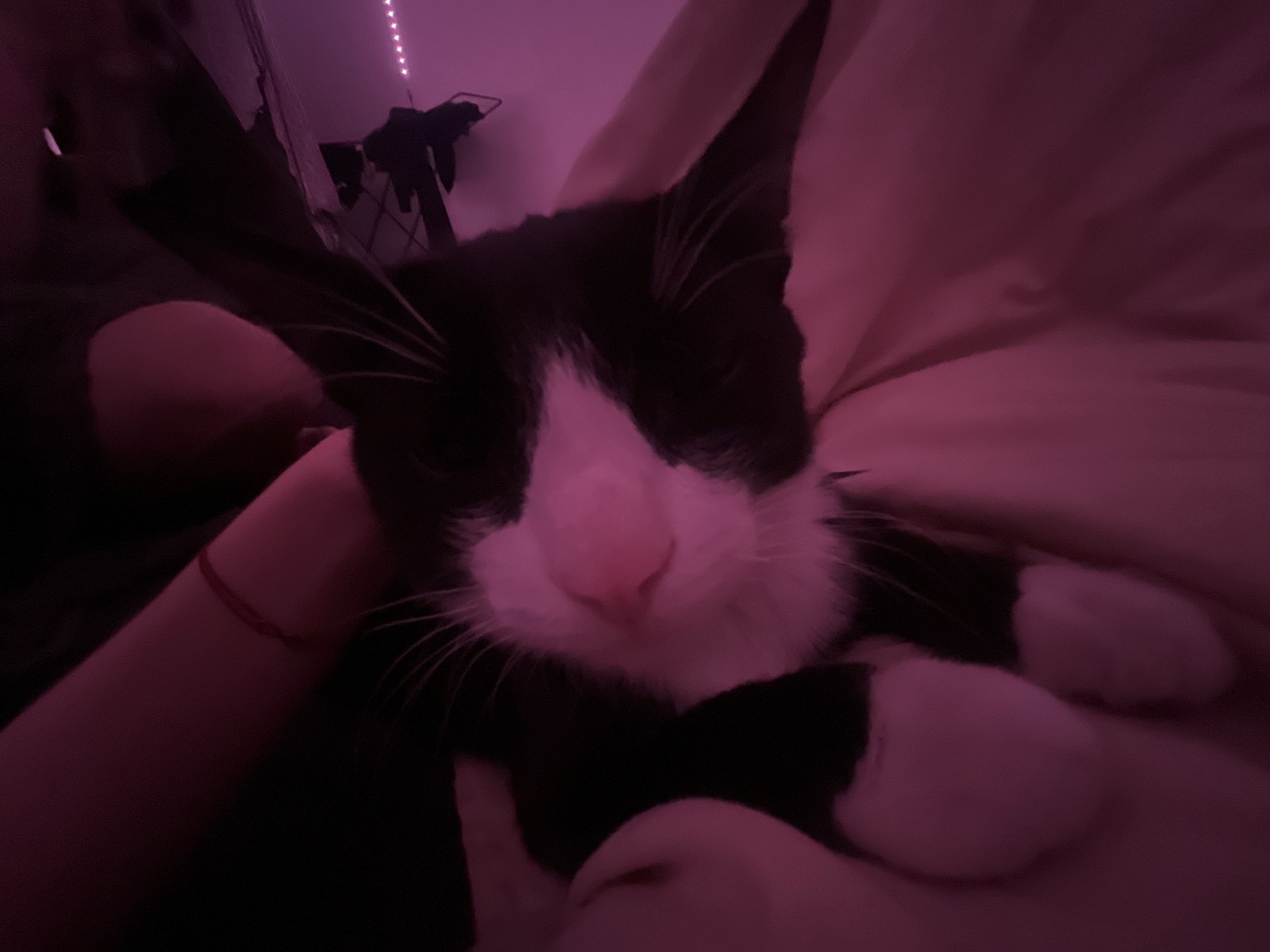 Pet owner shares quiet evening moments with tuxedo cat