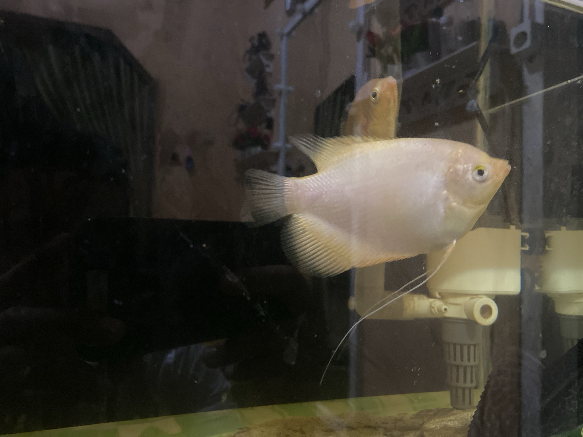 Fish tanks and fresh dumplings: a quiet afternoon in two scenes