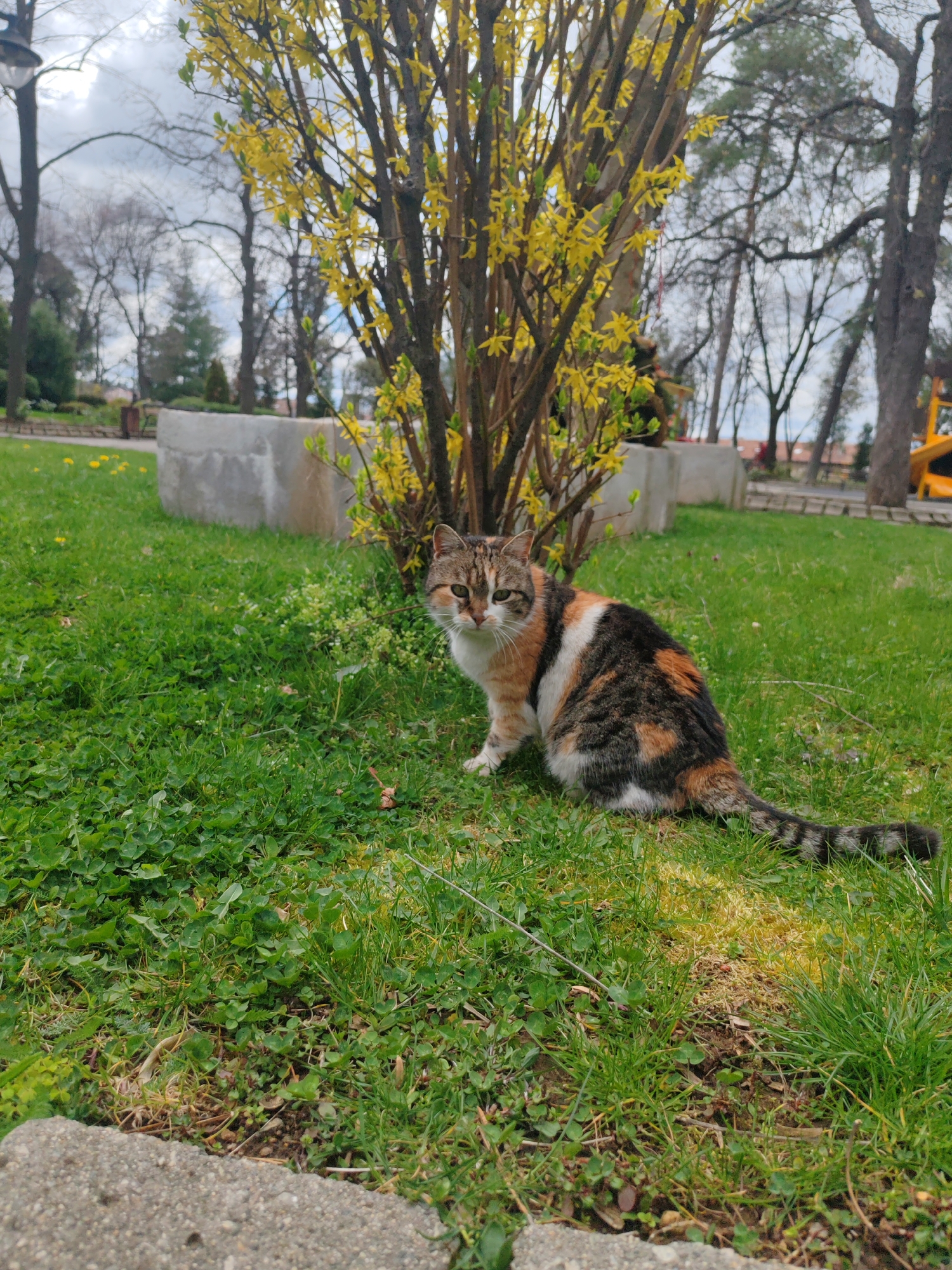 Calico cat spotted in Dupnitsa park amid spring blooms