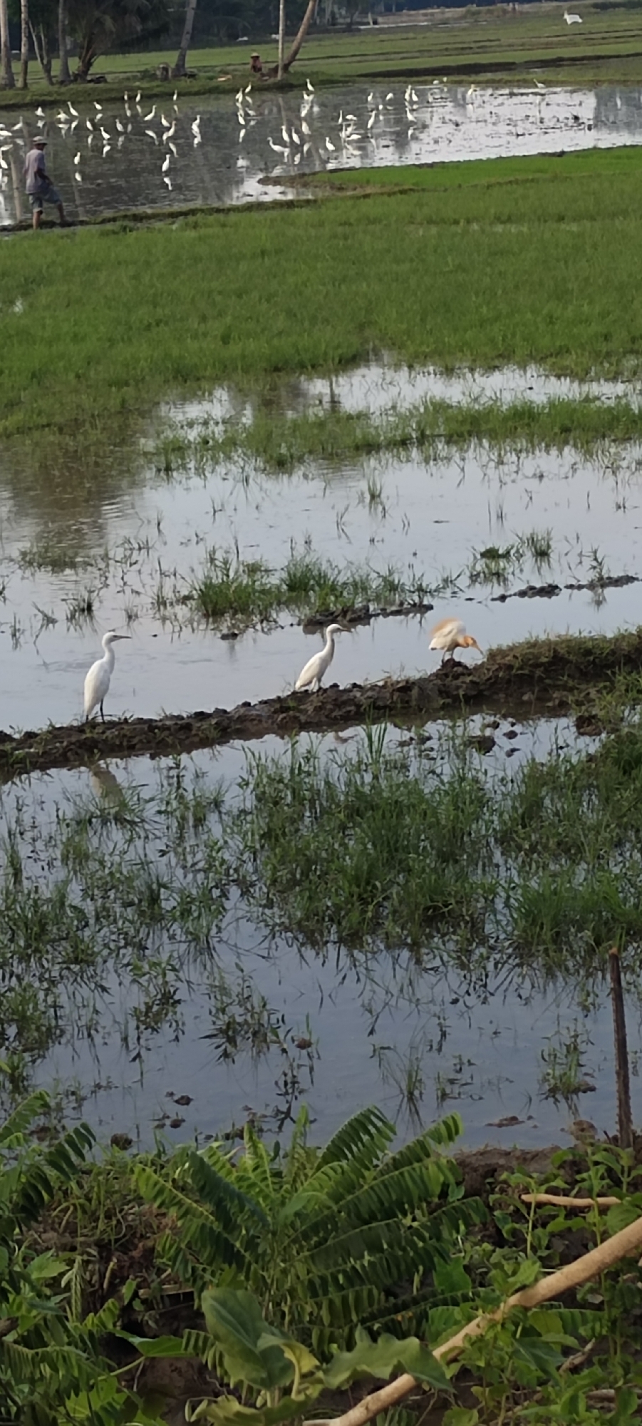 Tractor tills flooded paddy as egrets forage in Blangmajron