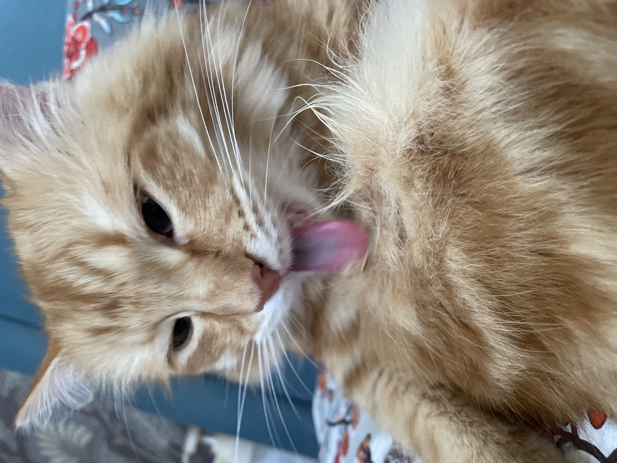 Orange tabby caught mid-groom in a close-up shot