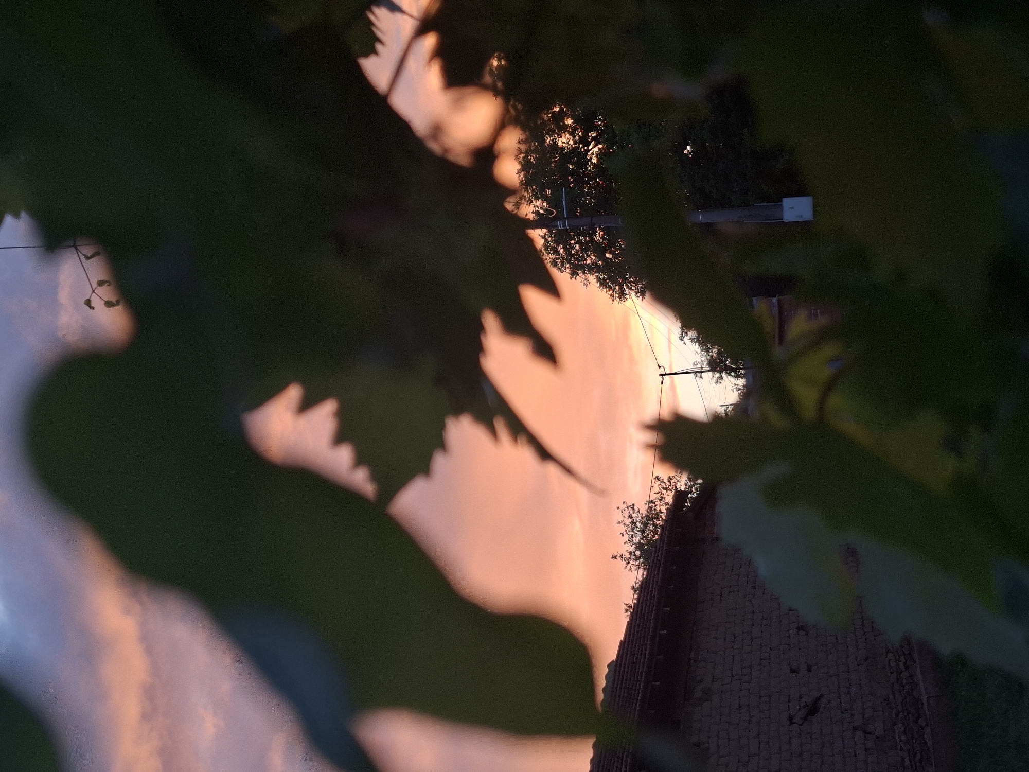 Evening moments captured in Bulgarian village include sunsets, flowers, motivational quotes