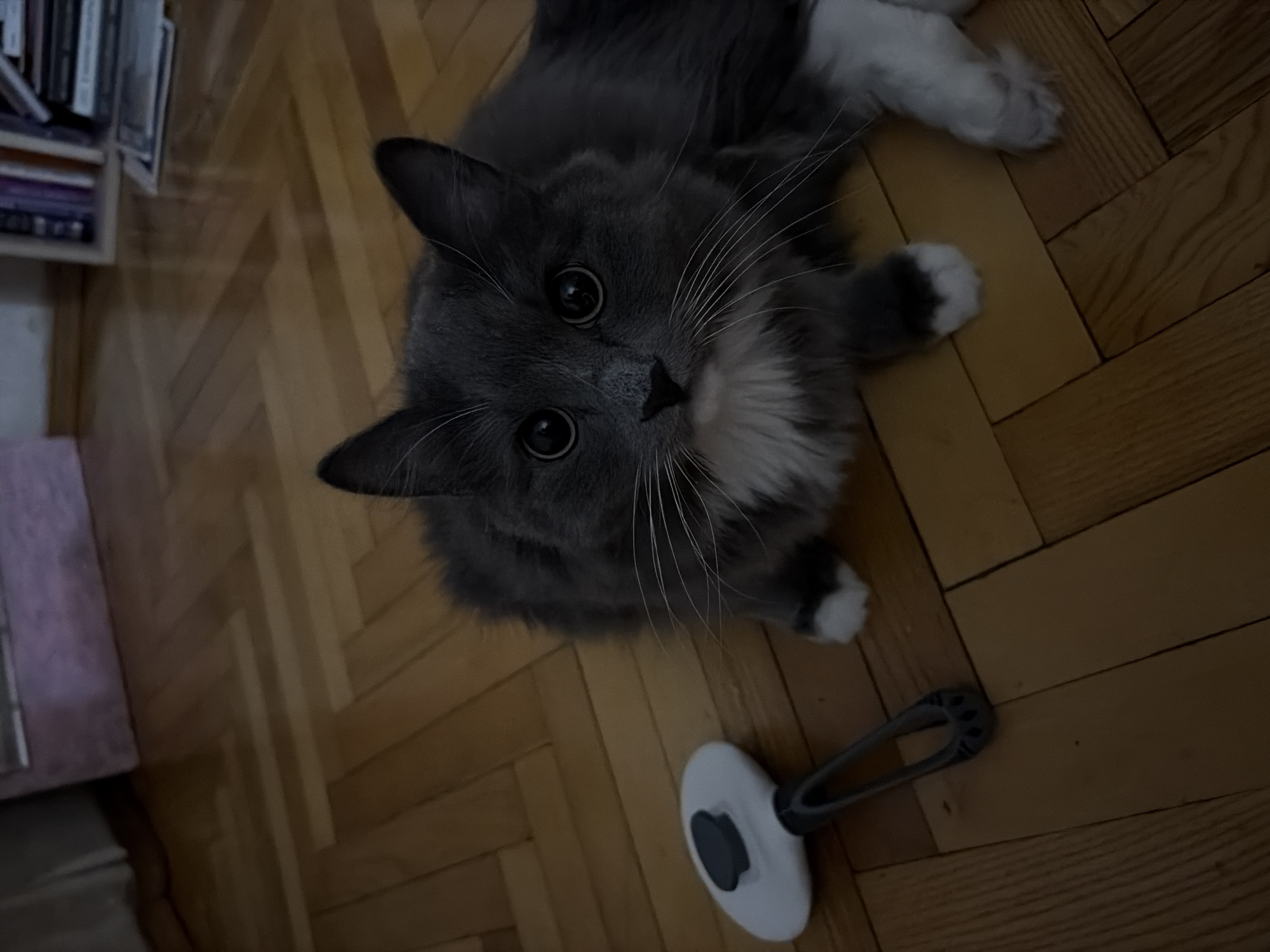 Grey cat gets groomed and petted on a Moscow floor