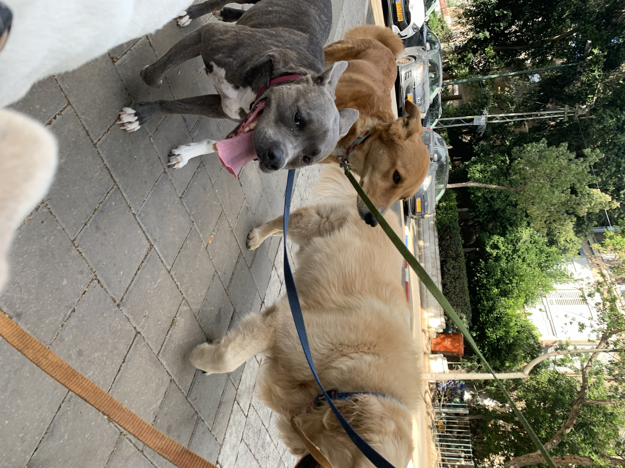Dogs walked on Tel Aviv streets during midday hours