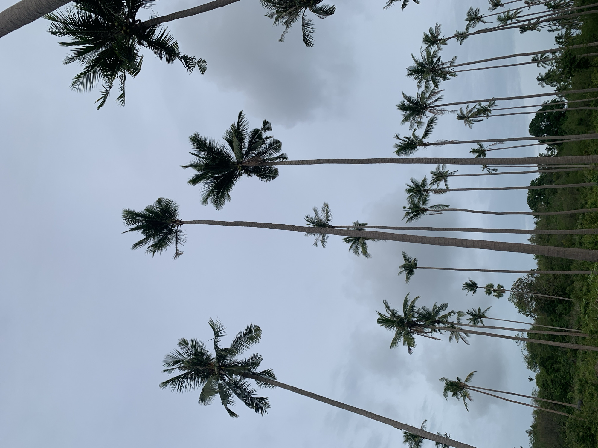 Water buffalo and palm trees under overcast skies, Ko Samui