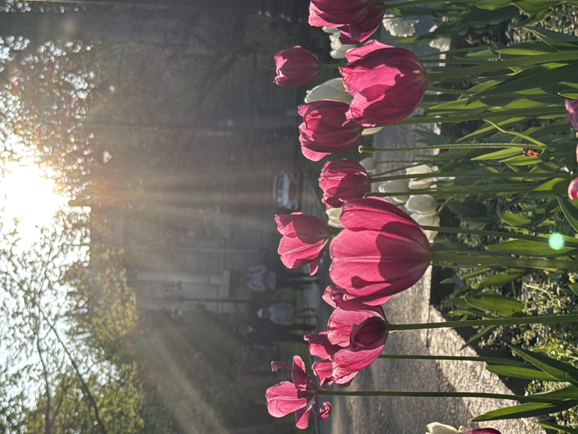 Spring tulips bloom along Bishkek park walkways