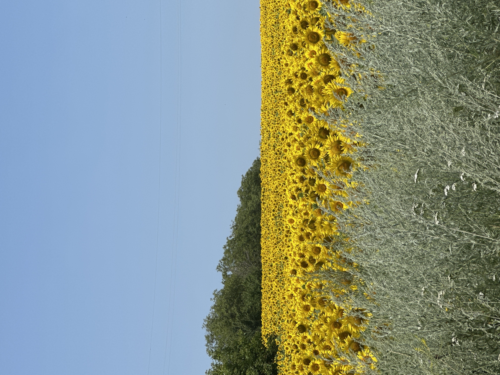 Vast sunflower fields in full bloom, rural Moldova