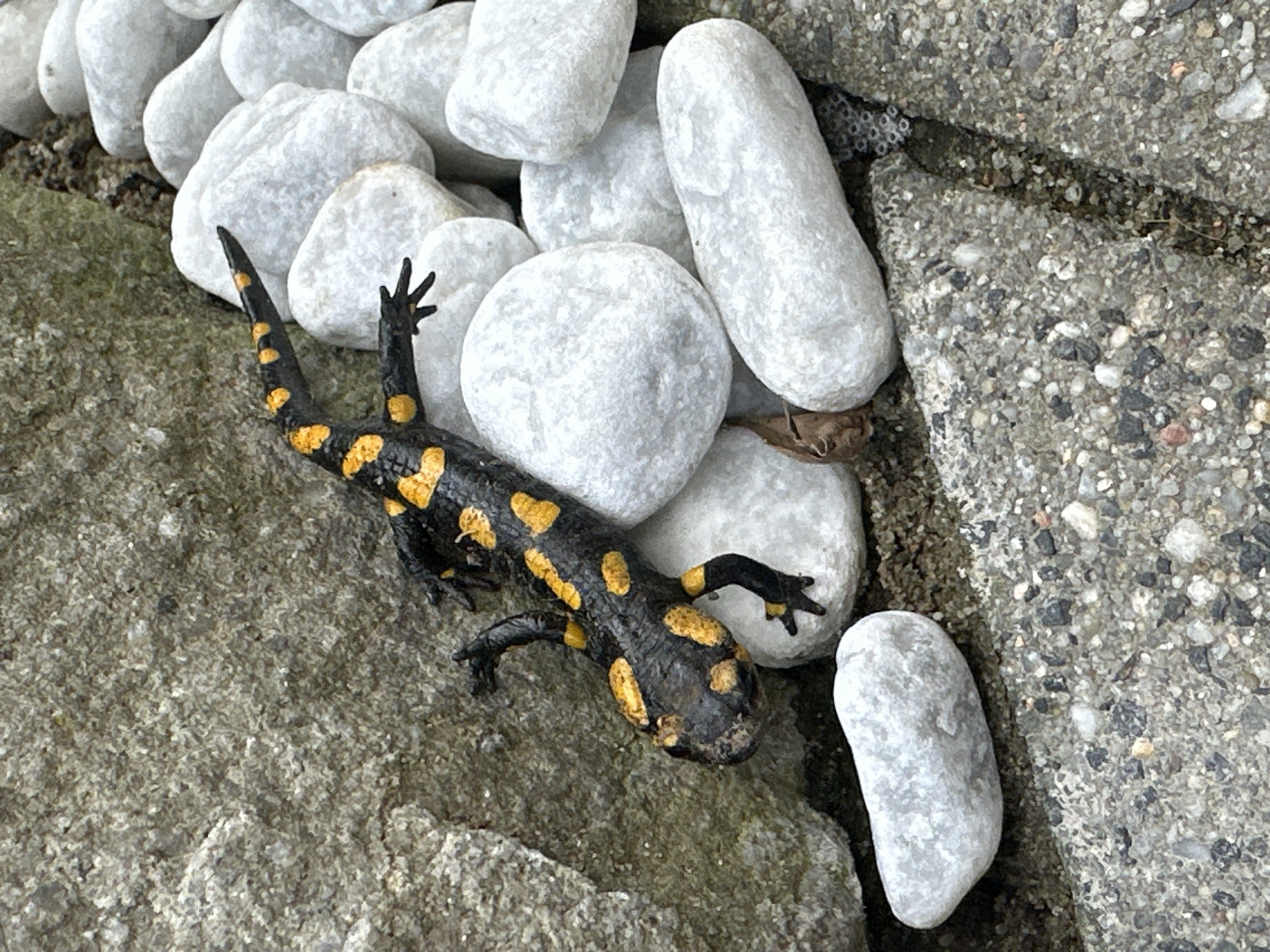 Child plays, salamander spotted in quiet Wisła afternoon