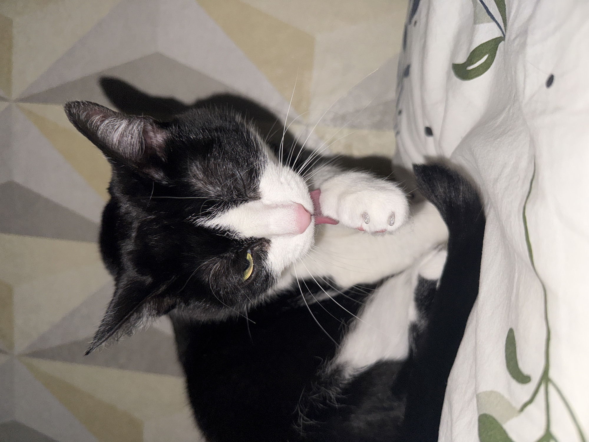 Quiet afternoon moments: children gaming, cat in hammock