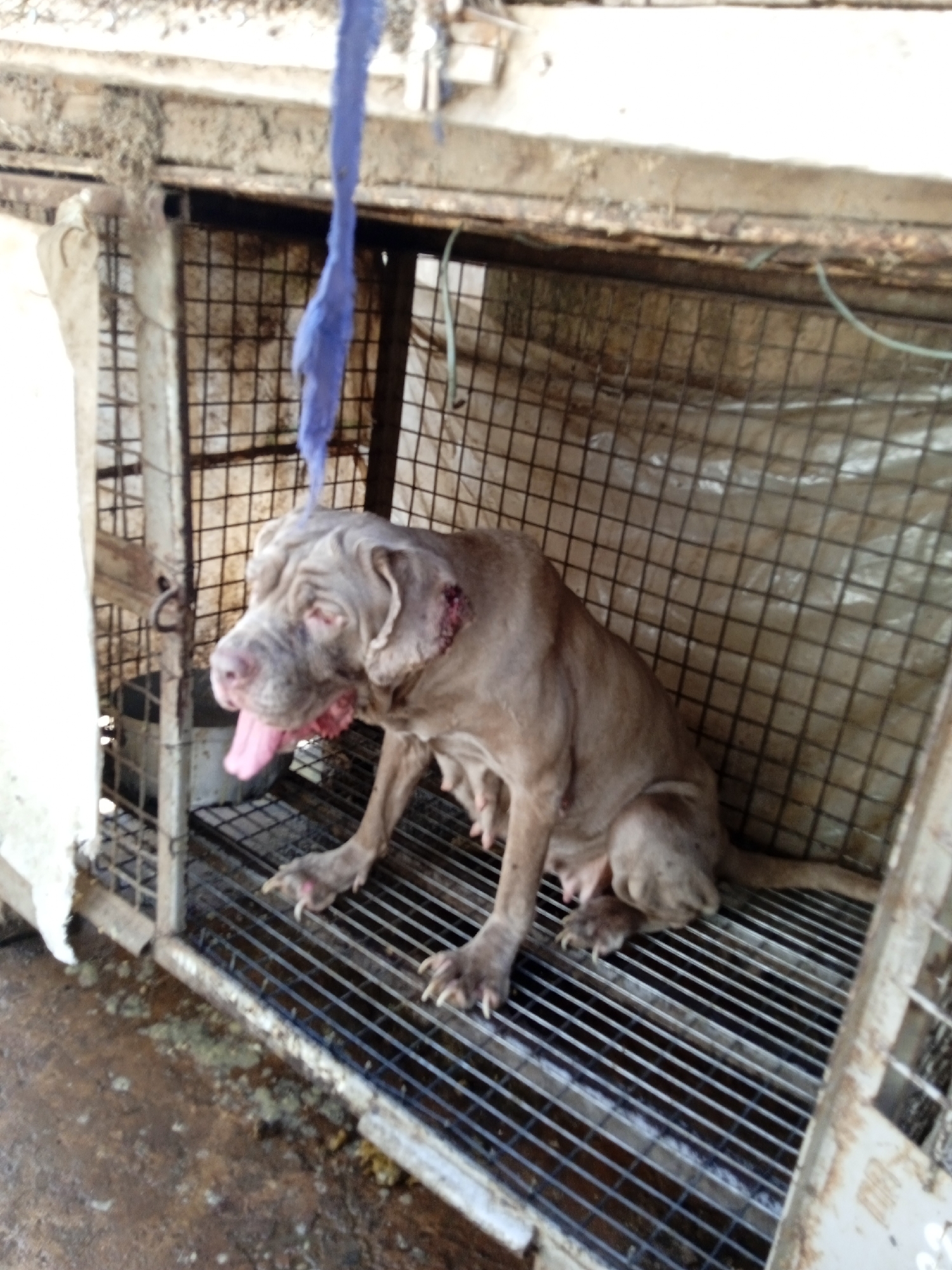 Animal facility with caged dogs, chickens documented in Jos