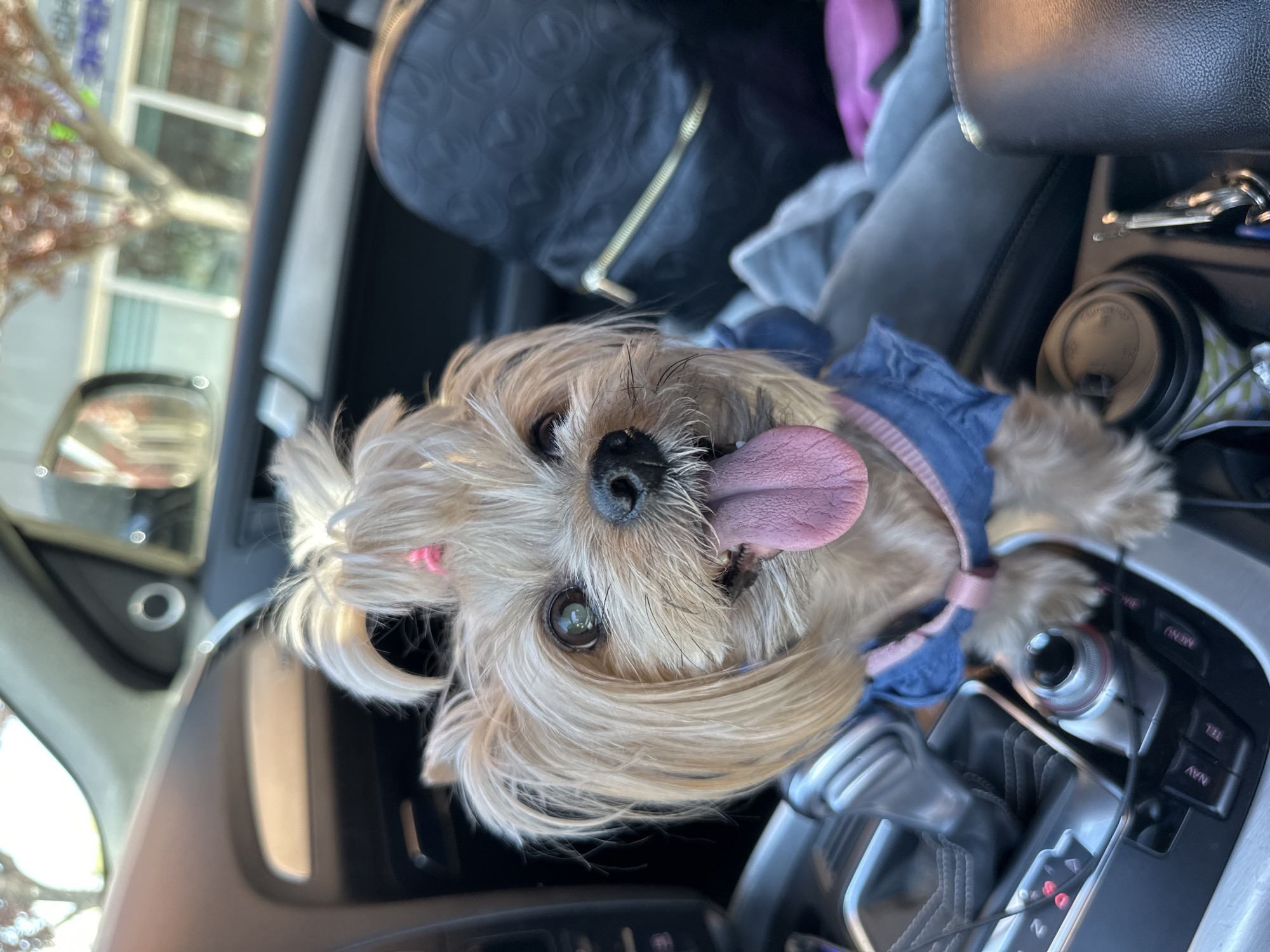 Small dog in denim vest photographed in driver's seat