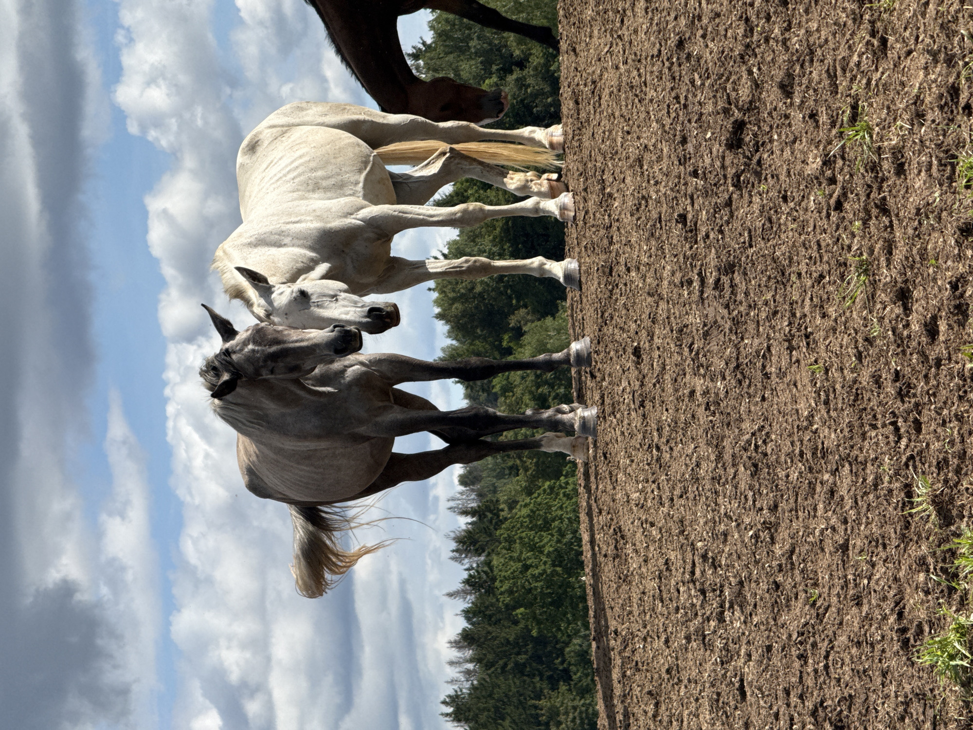 Horses roaming a muddy field in rural Lithuania