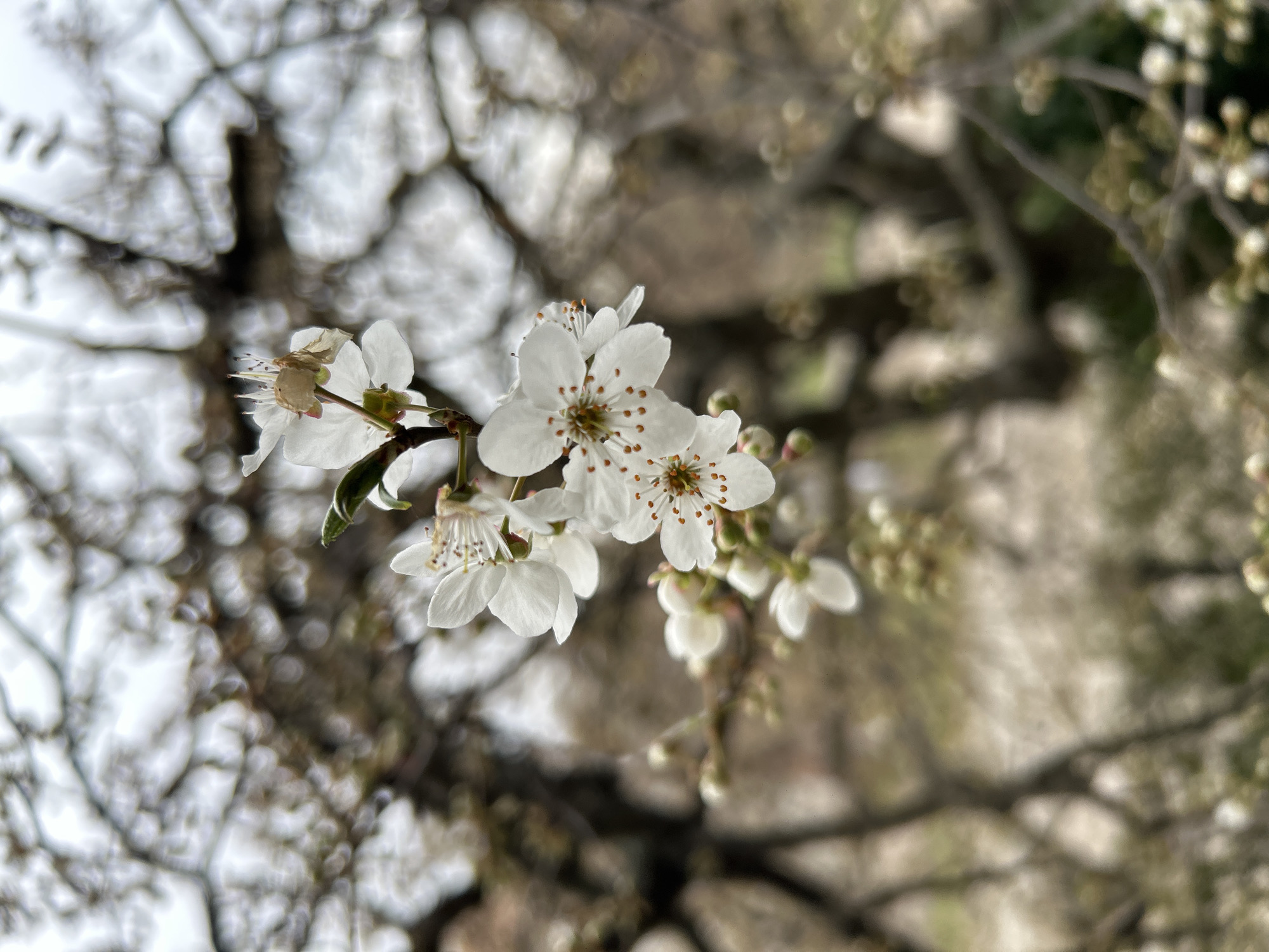Spring blossoms photographed in Dragichevo, Bulgaria
