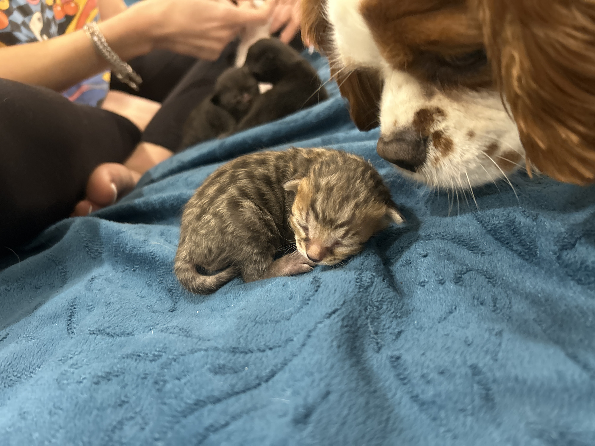 Kitten sleeps peacefully with Cavalier King Charles Spaniel in Bulgaria