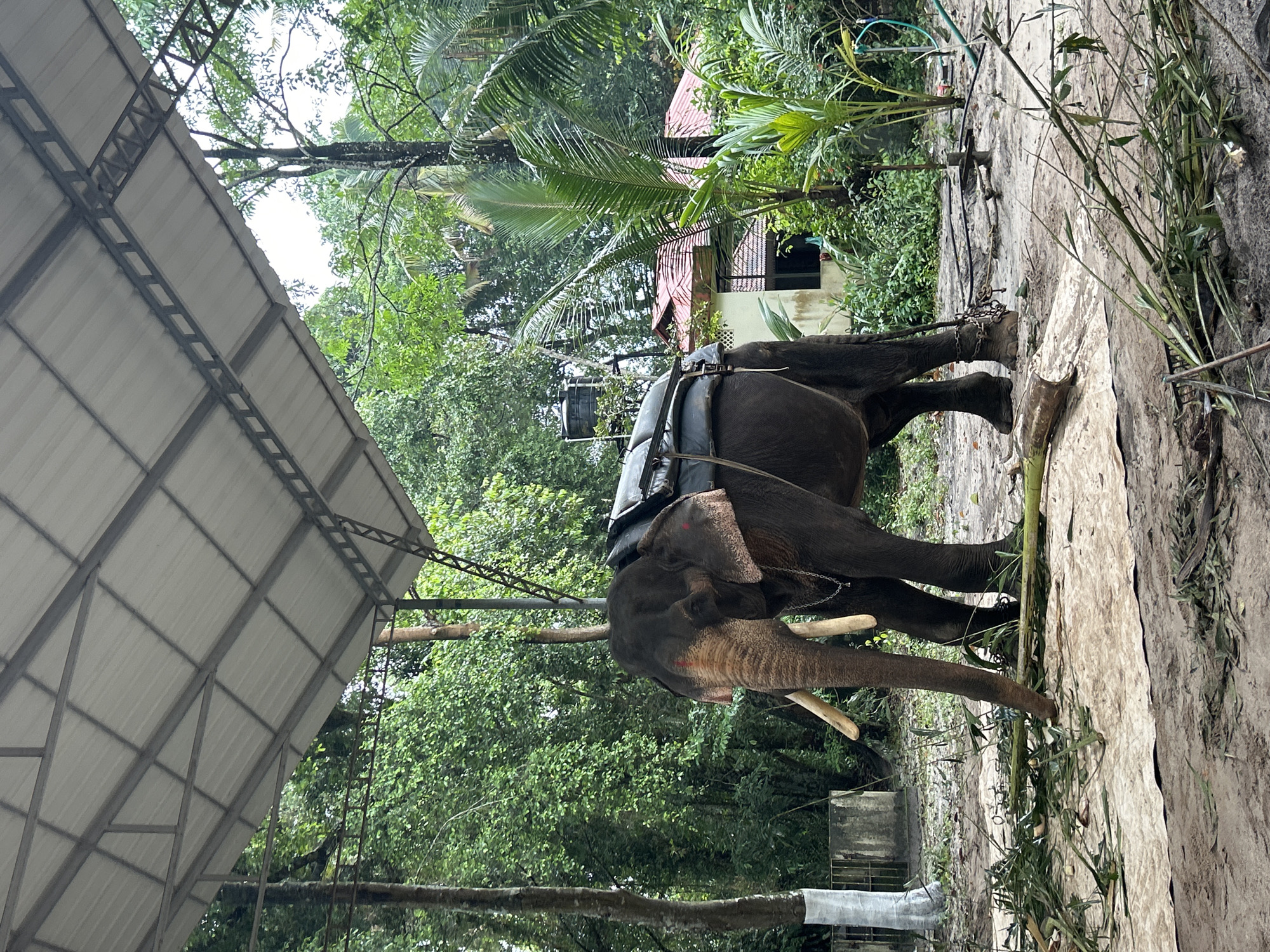 Saddled elephant spotted under shelter in Kattoor, India