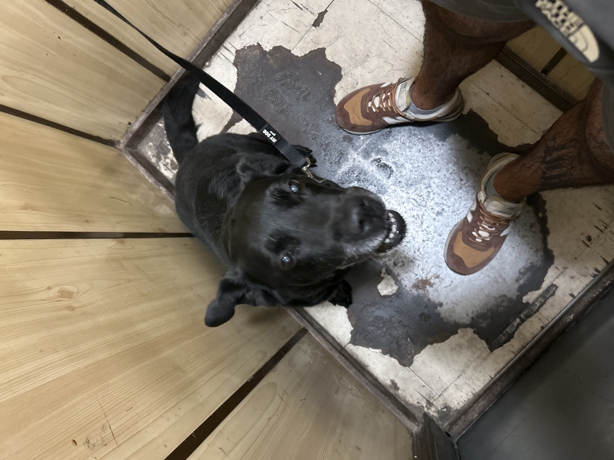 Dog, a graphic tee, and a morning greeting in Plovdiv