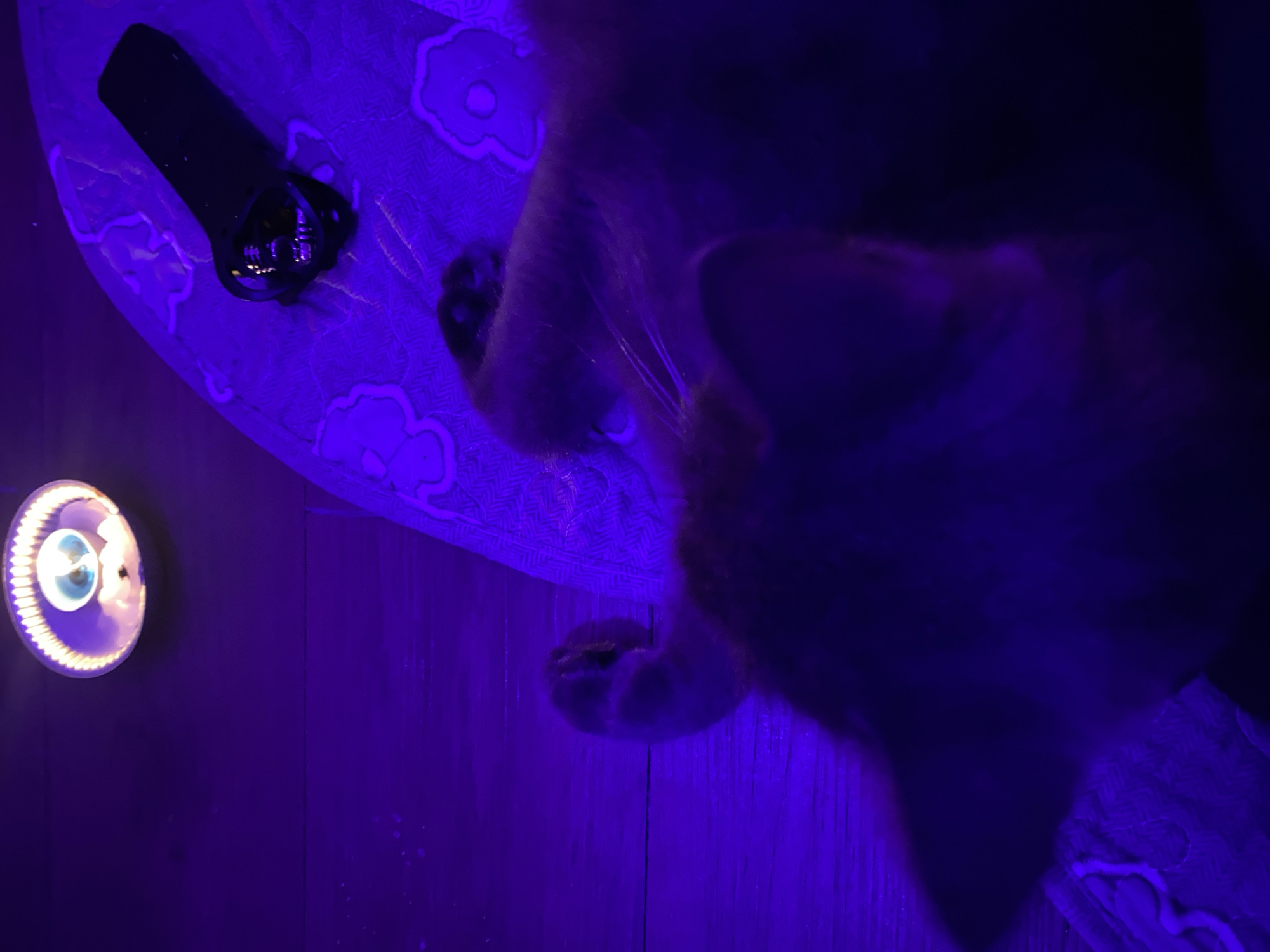 Cat and person captured in blue-lit indoor space