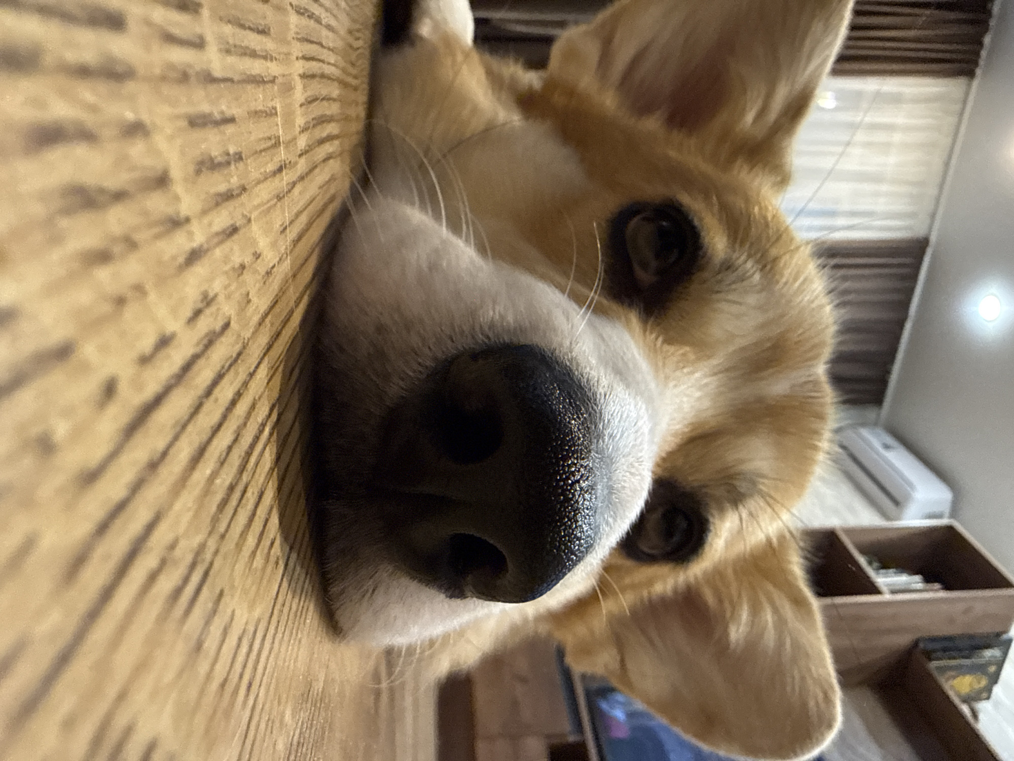 Corgi dog photographed at close range in Krasnoyarsk home