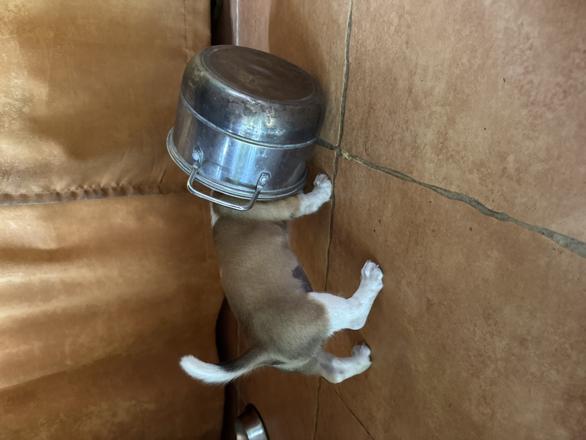 Puppy gets metal pot stuck on head in Indonesia