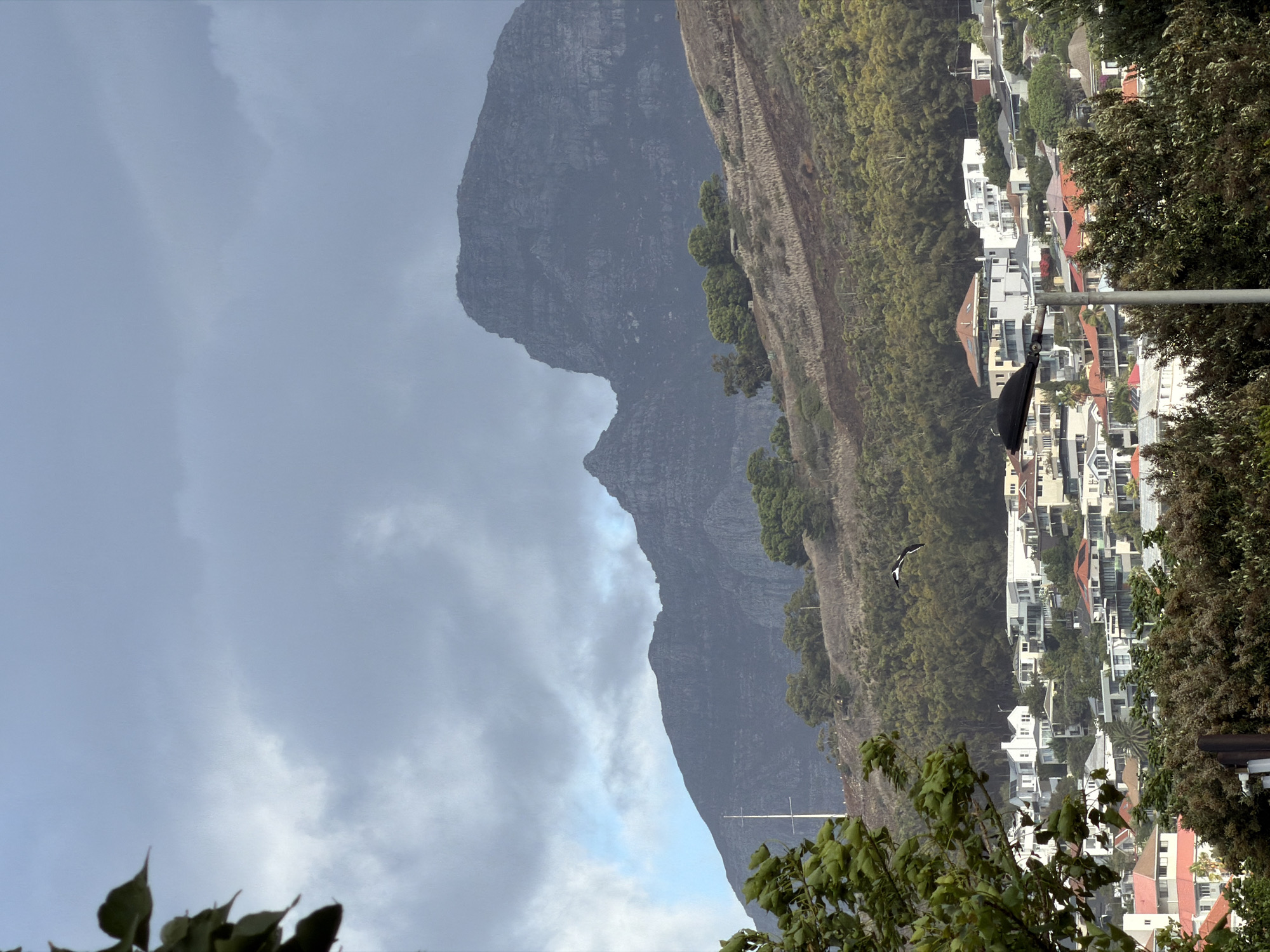 Cape Town observer documents mountain views and geese at golf course