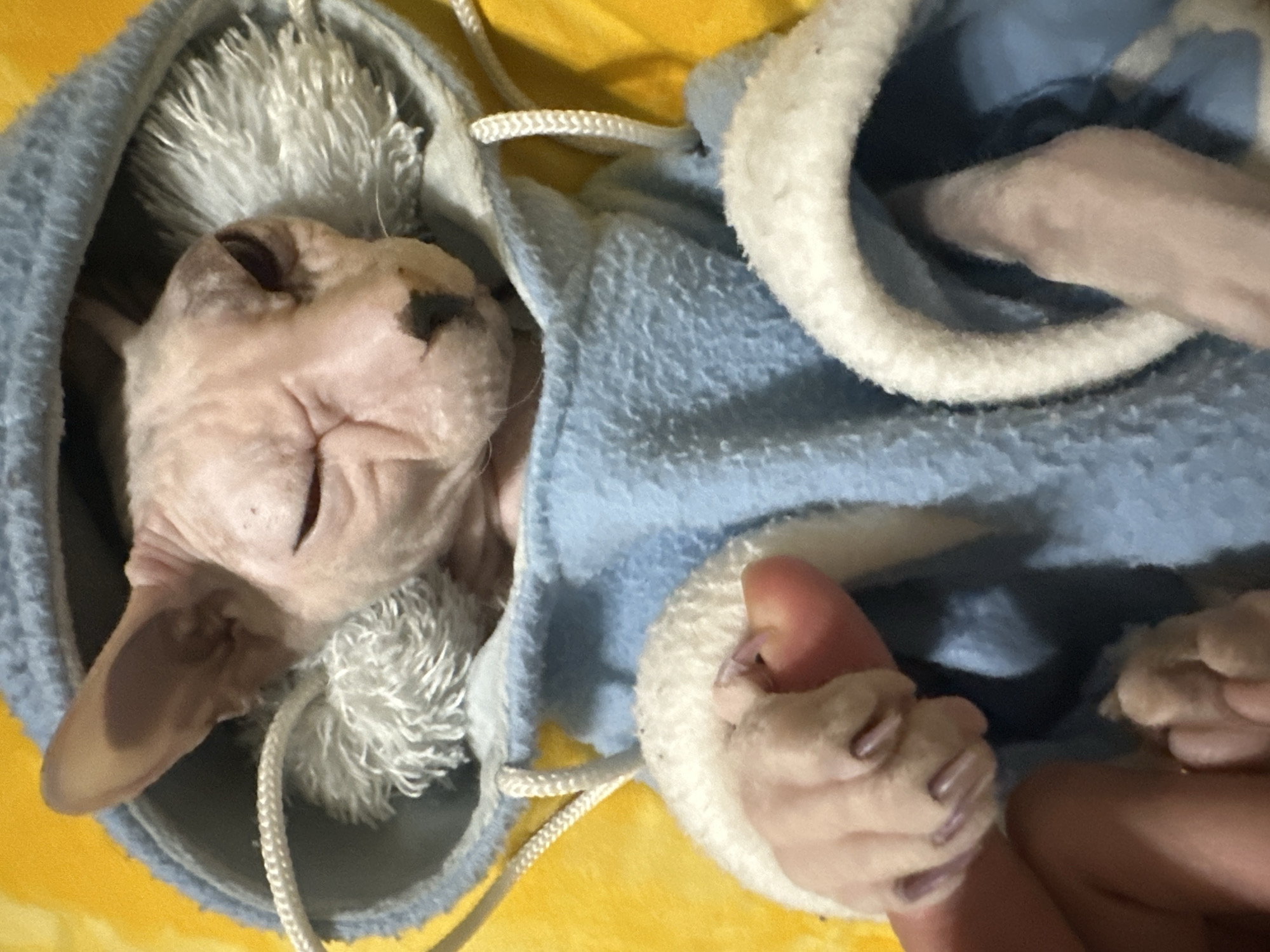 Sphynx cat in a cozy blue hoodie, napping in Togliatti