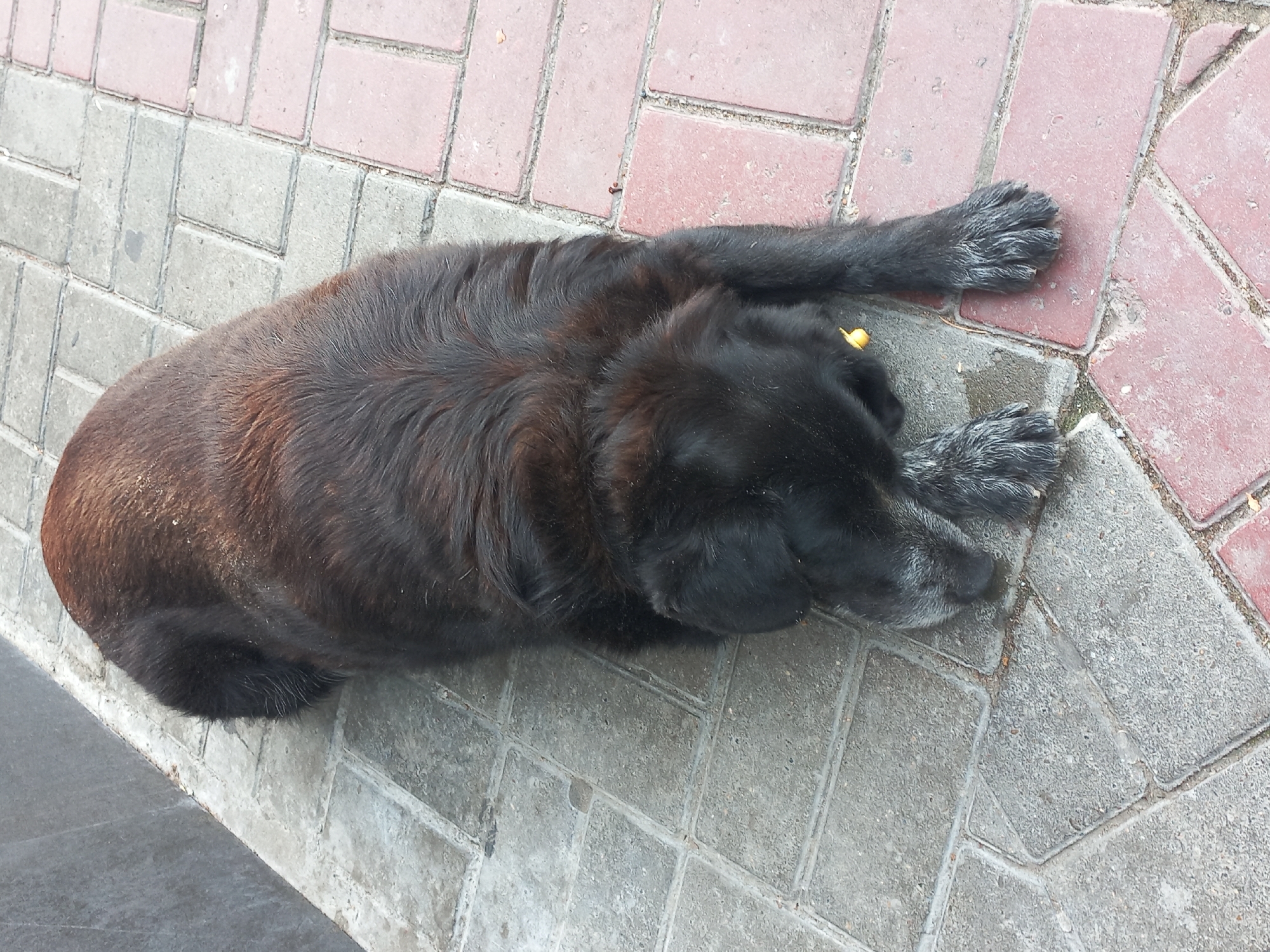 Dog rests on paver sidewalk in Sochi